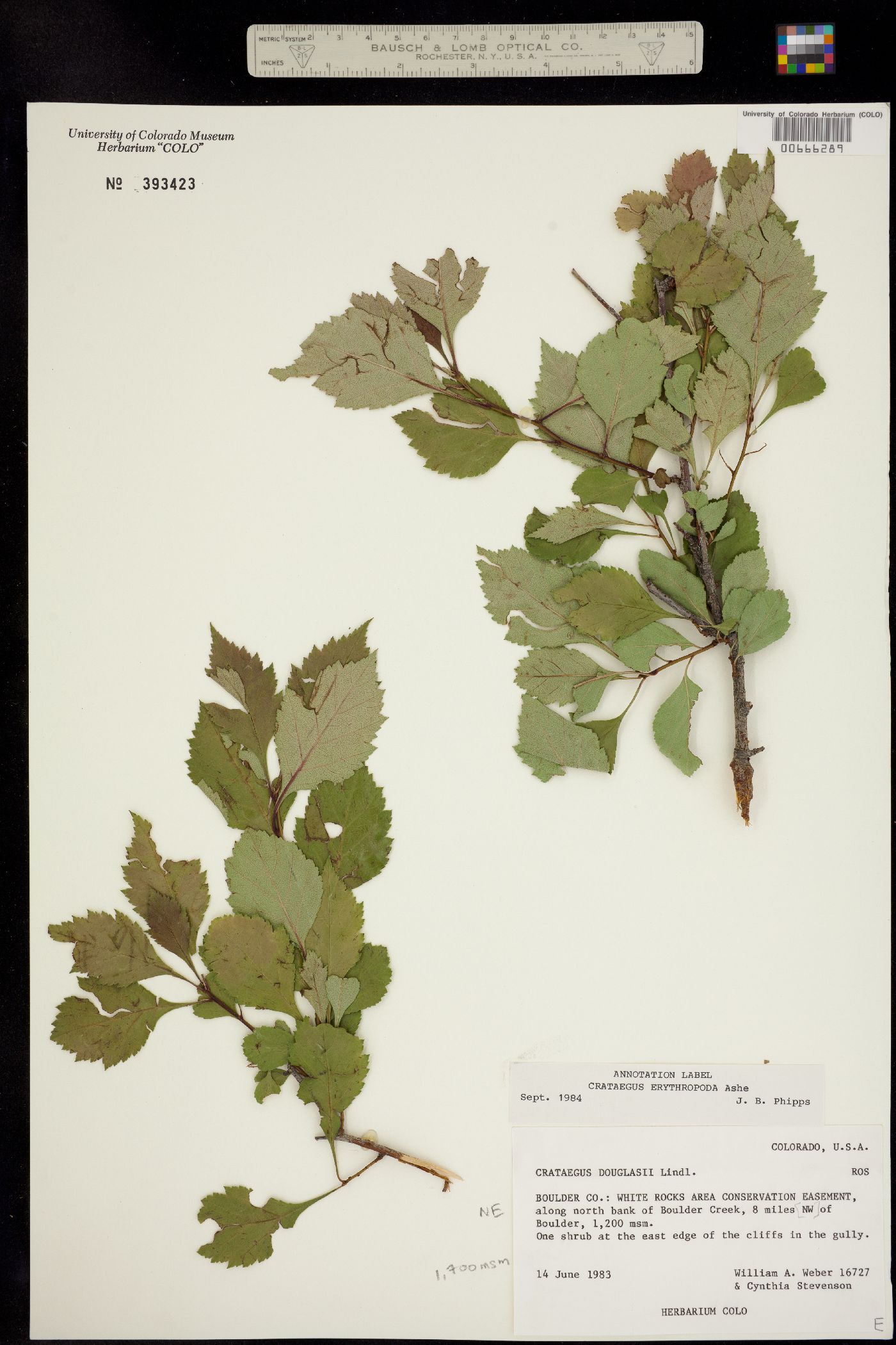 Crataegus erythropoda image