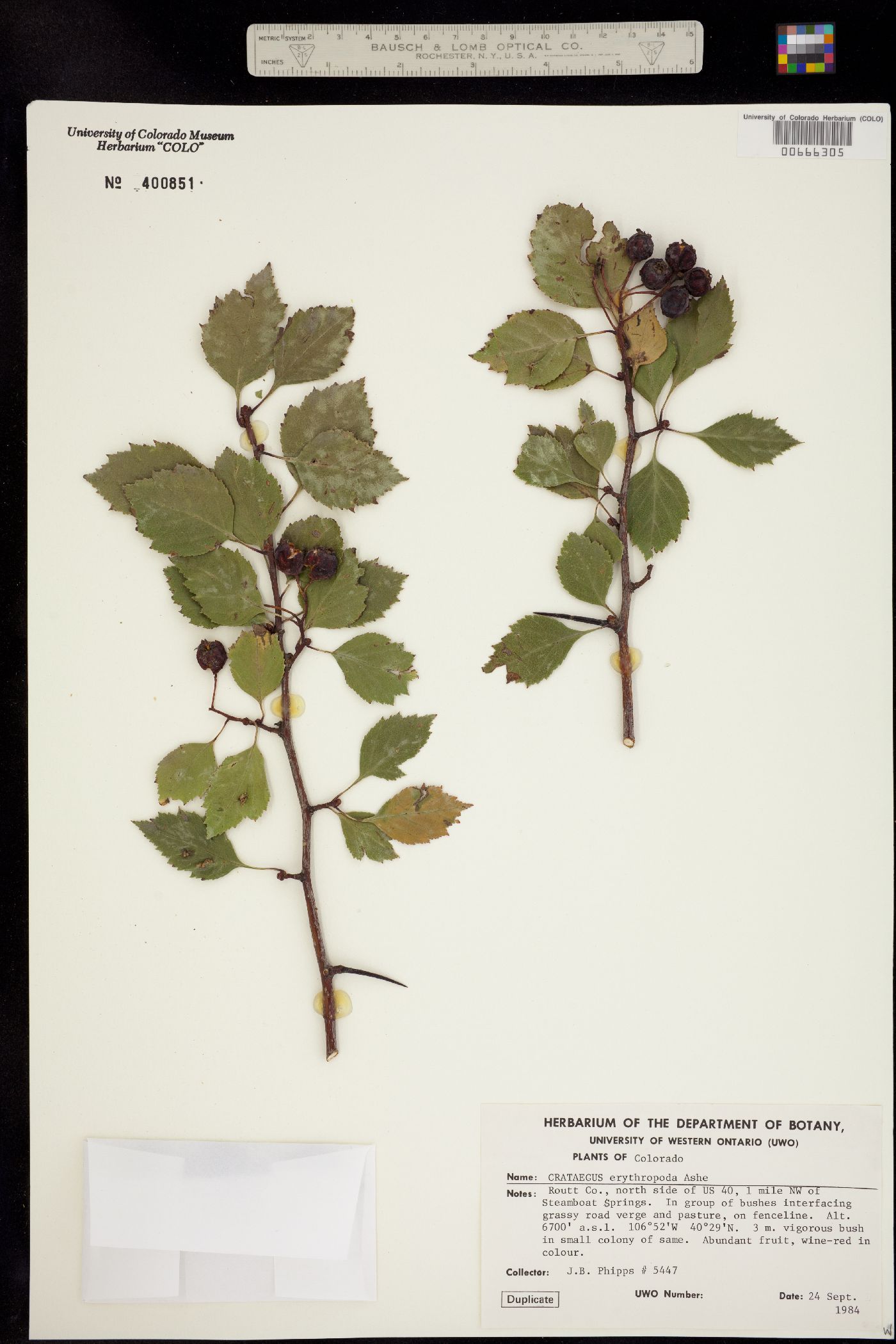 Crataegus image