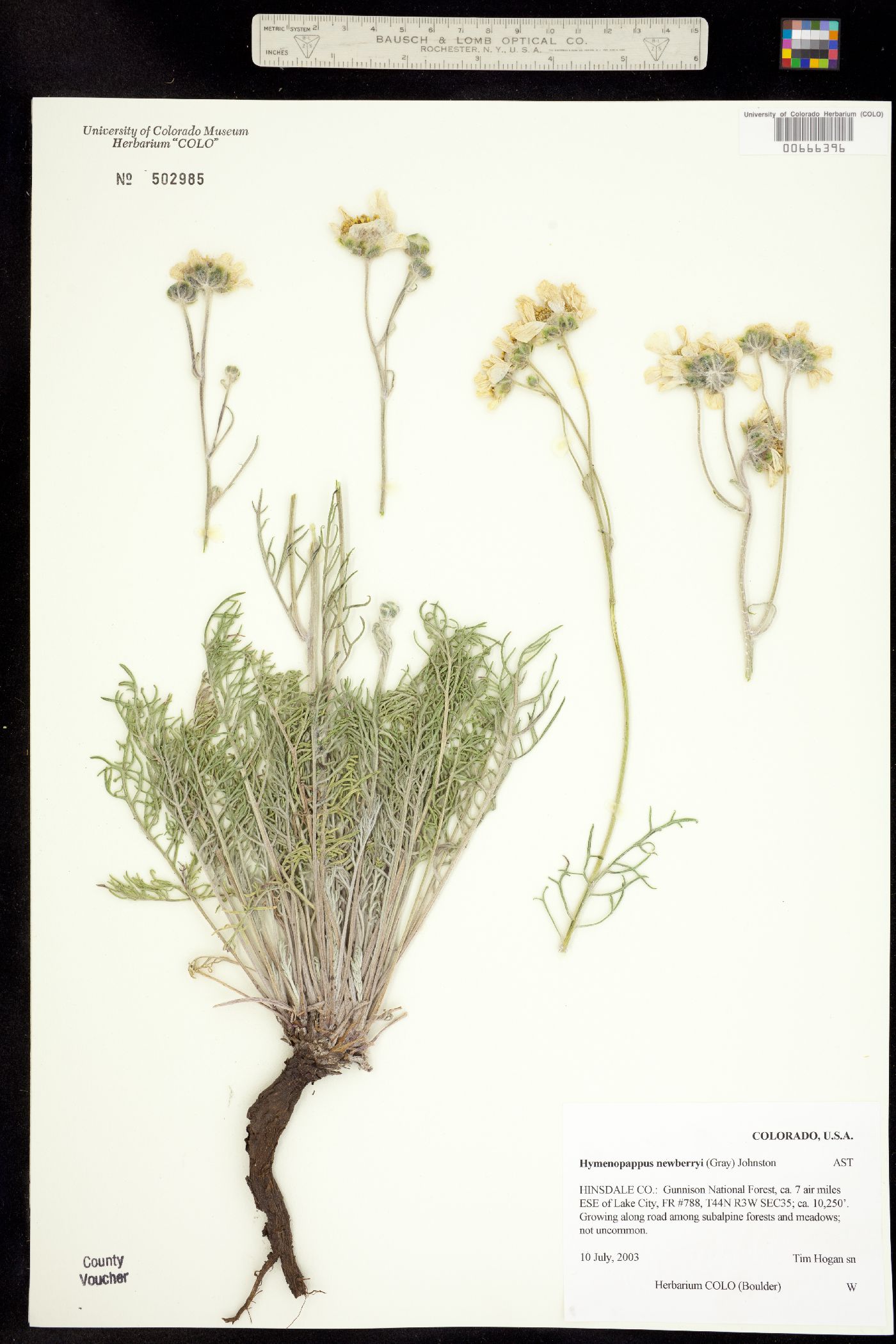 Hymenopappus newberryi image