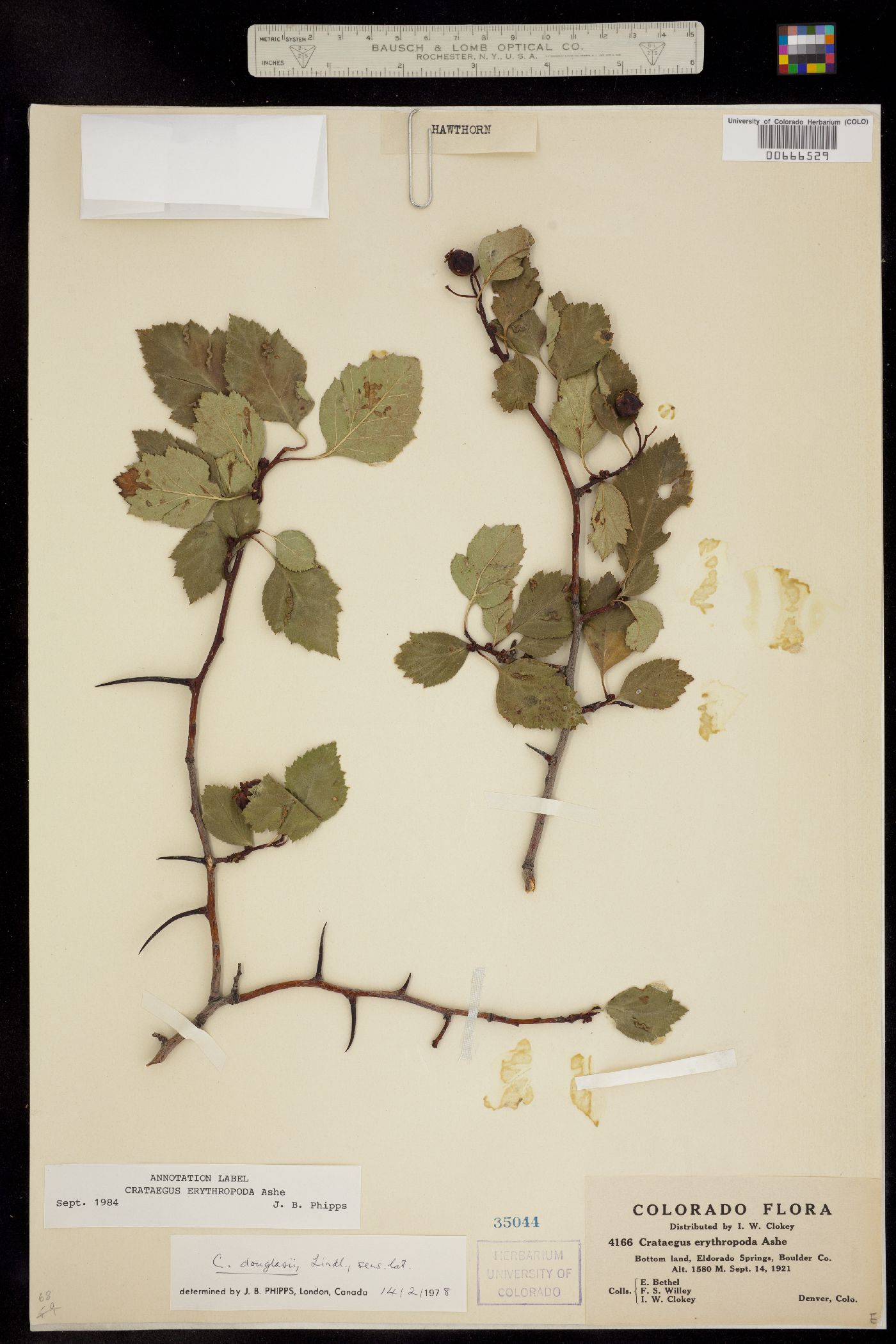 Crataegus image