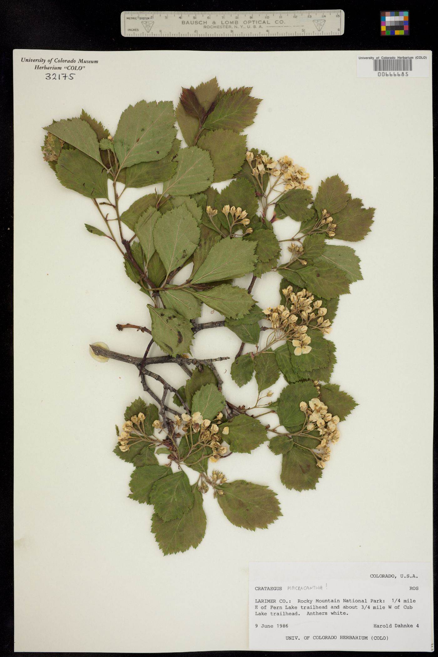 Crataegus image