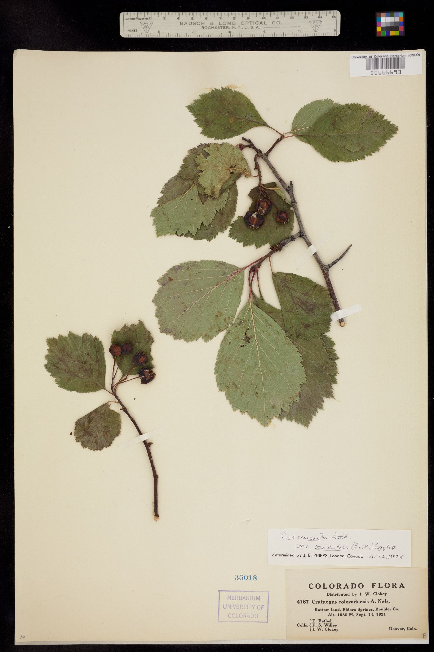 Crataegus macracantha image