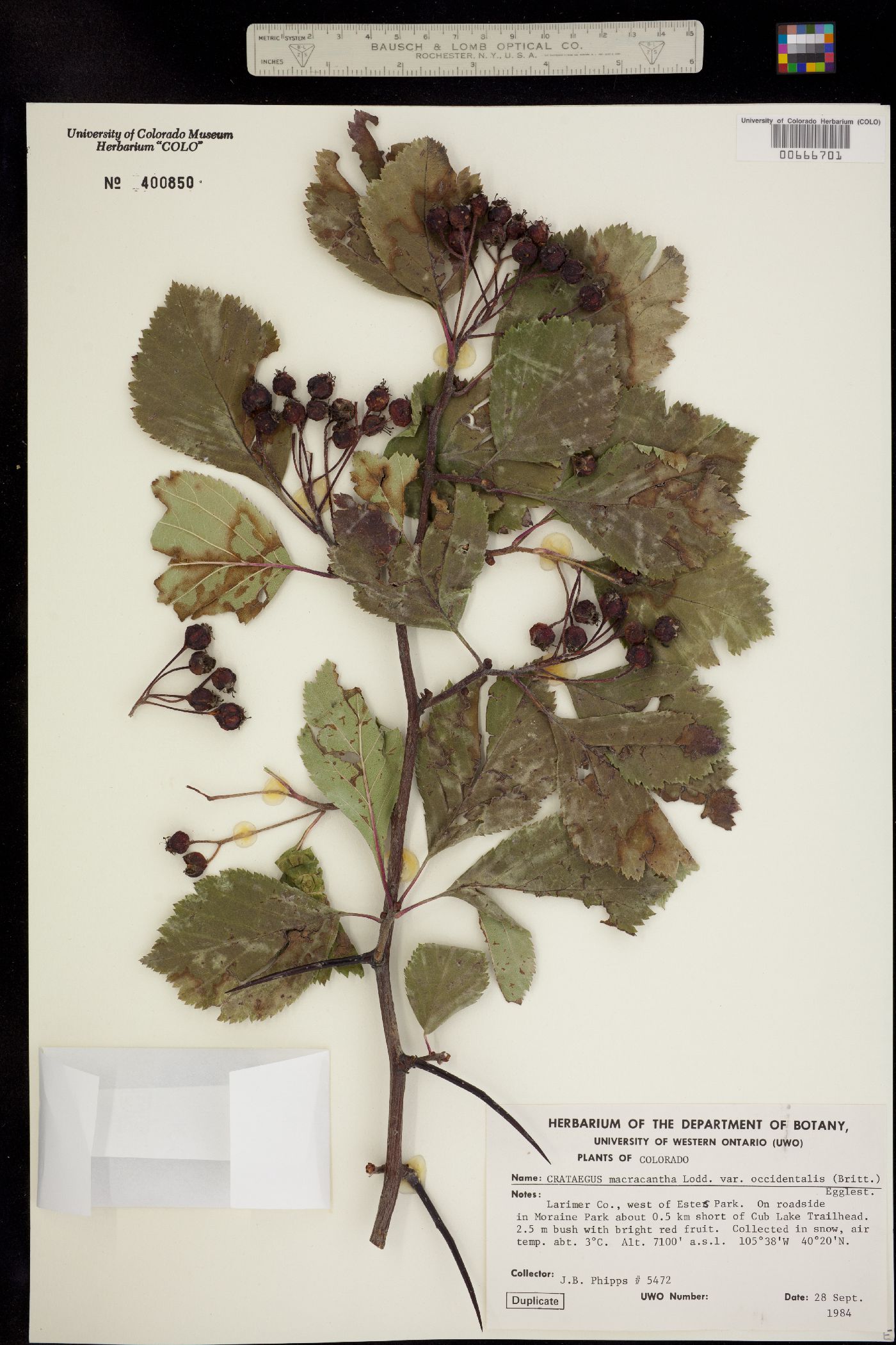 Crataegus macracantha image