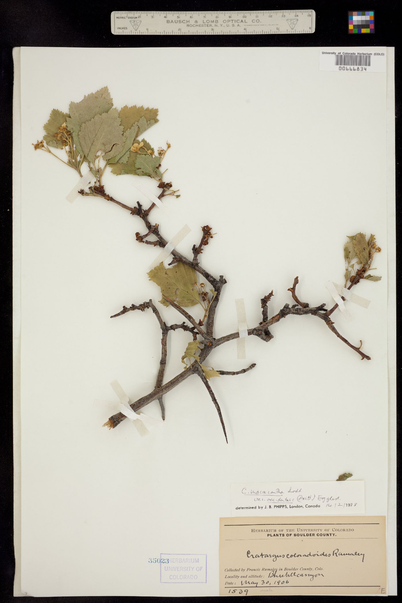 Crataegus macracantha image