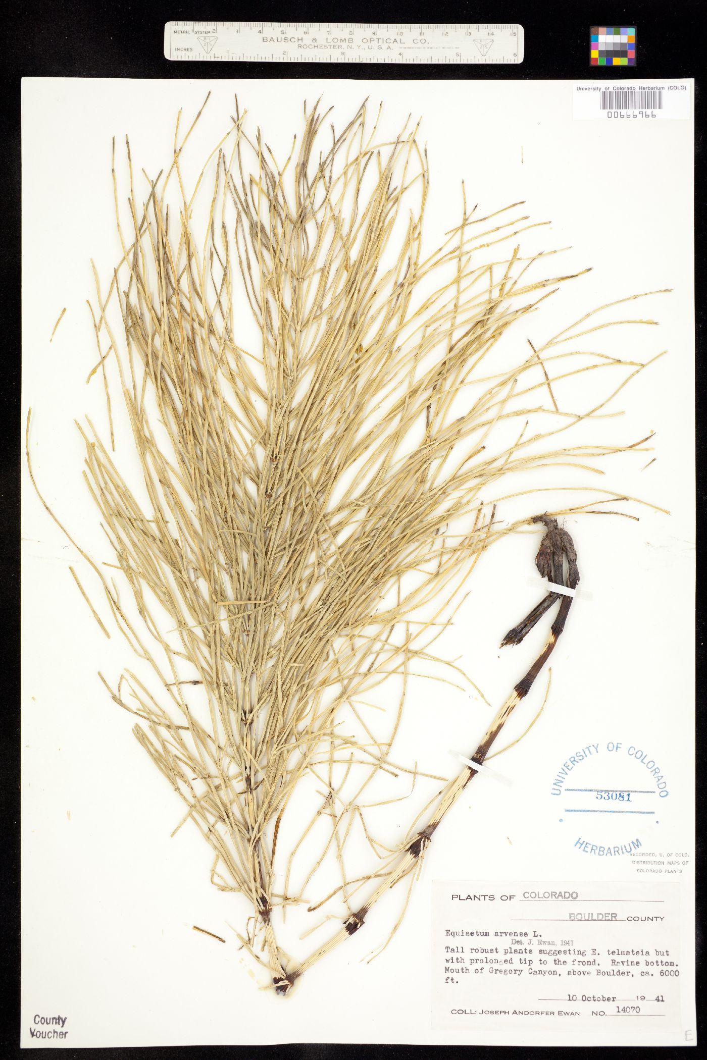 Equisetum arvense image