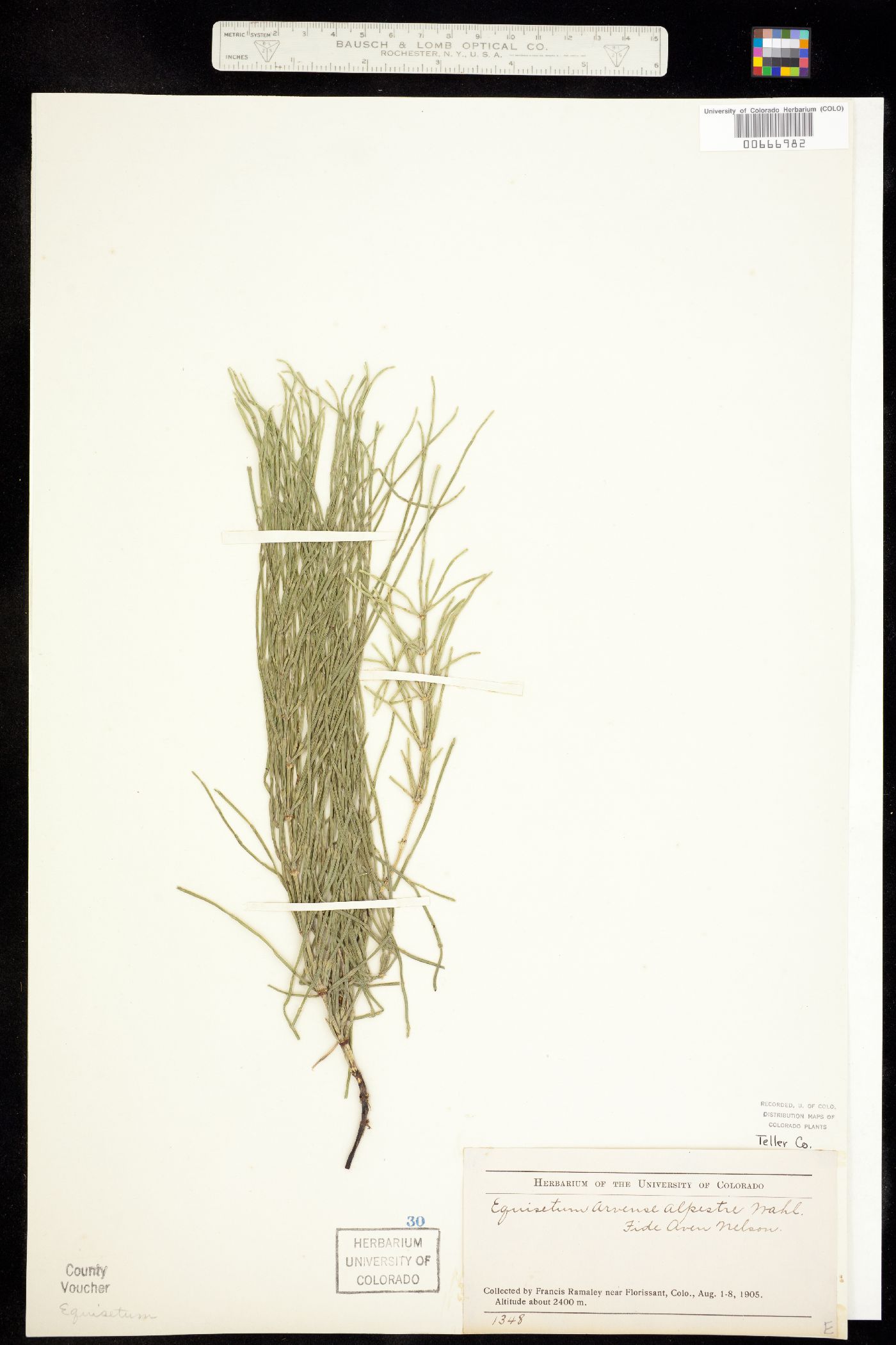 Equisetum arvense image