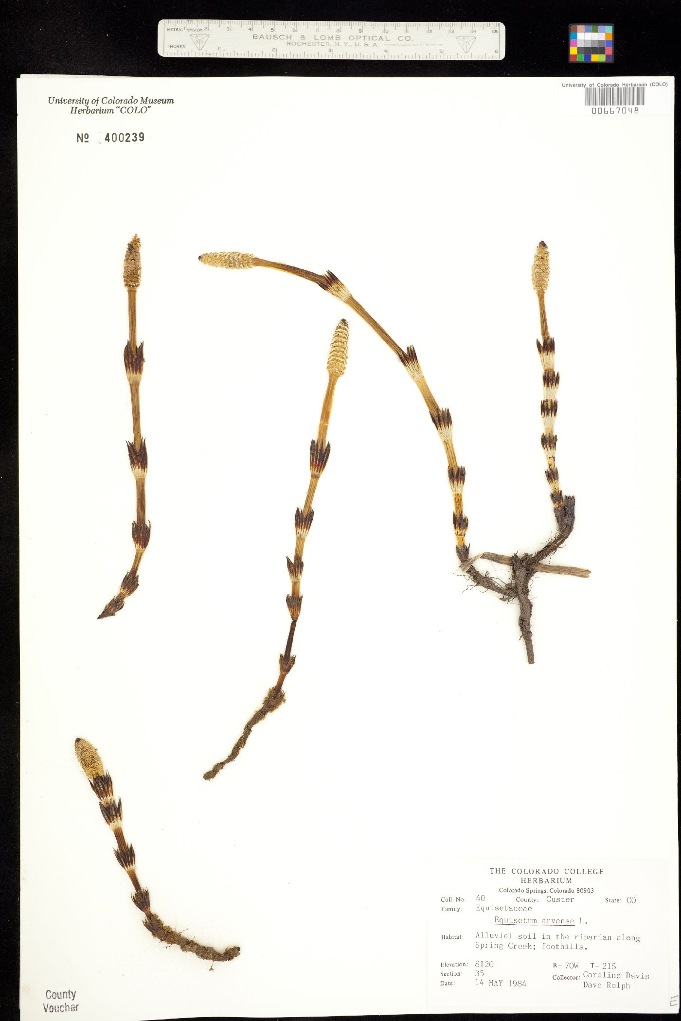Equisetum arvense image