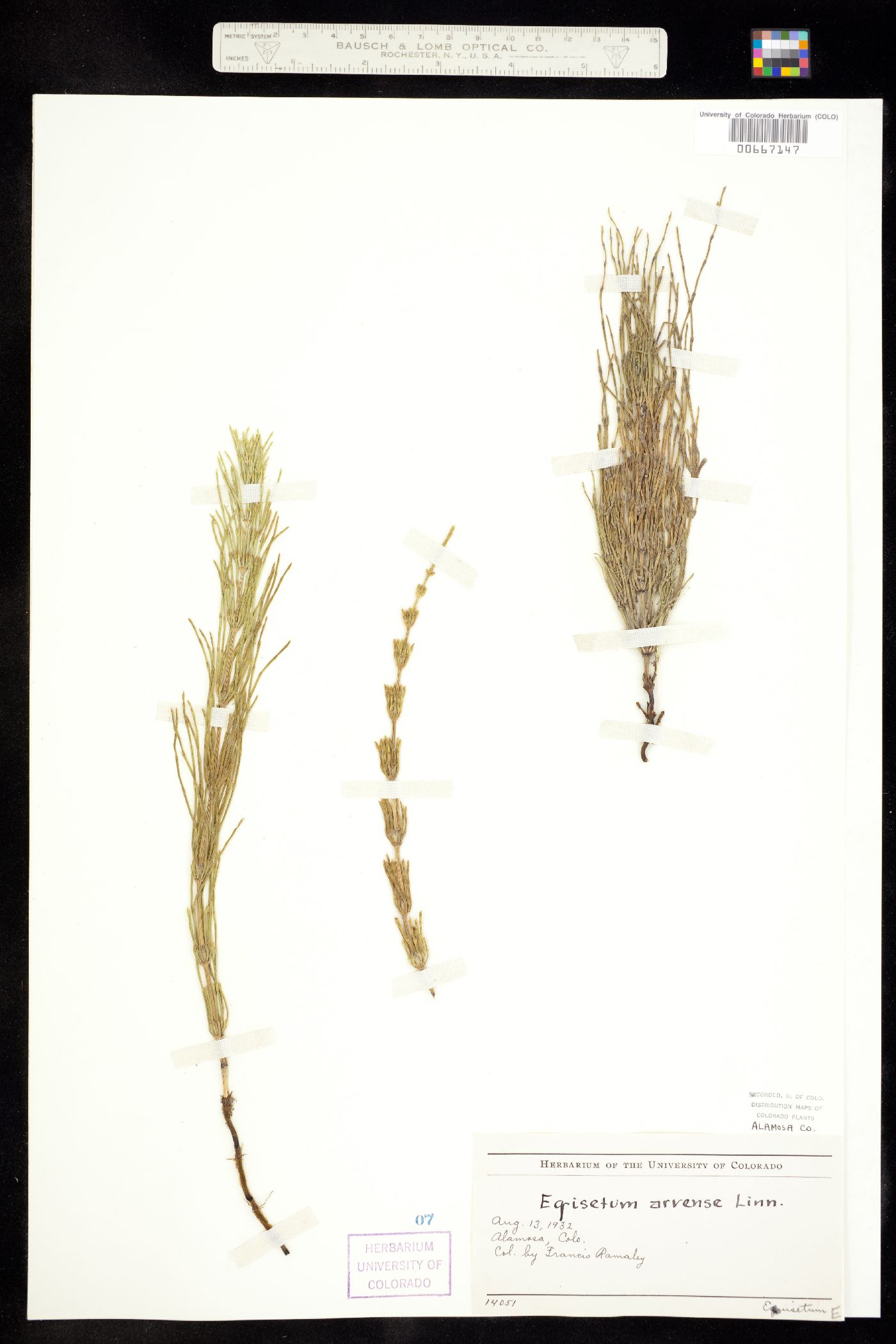 Equisetum arvense image