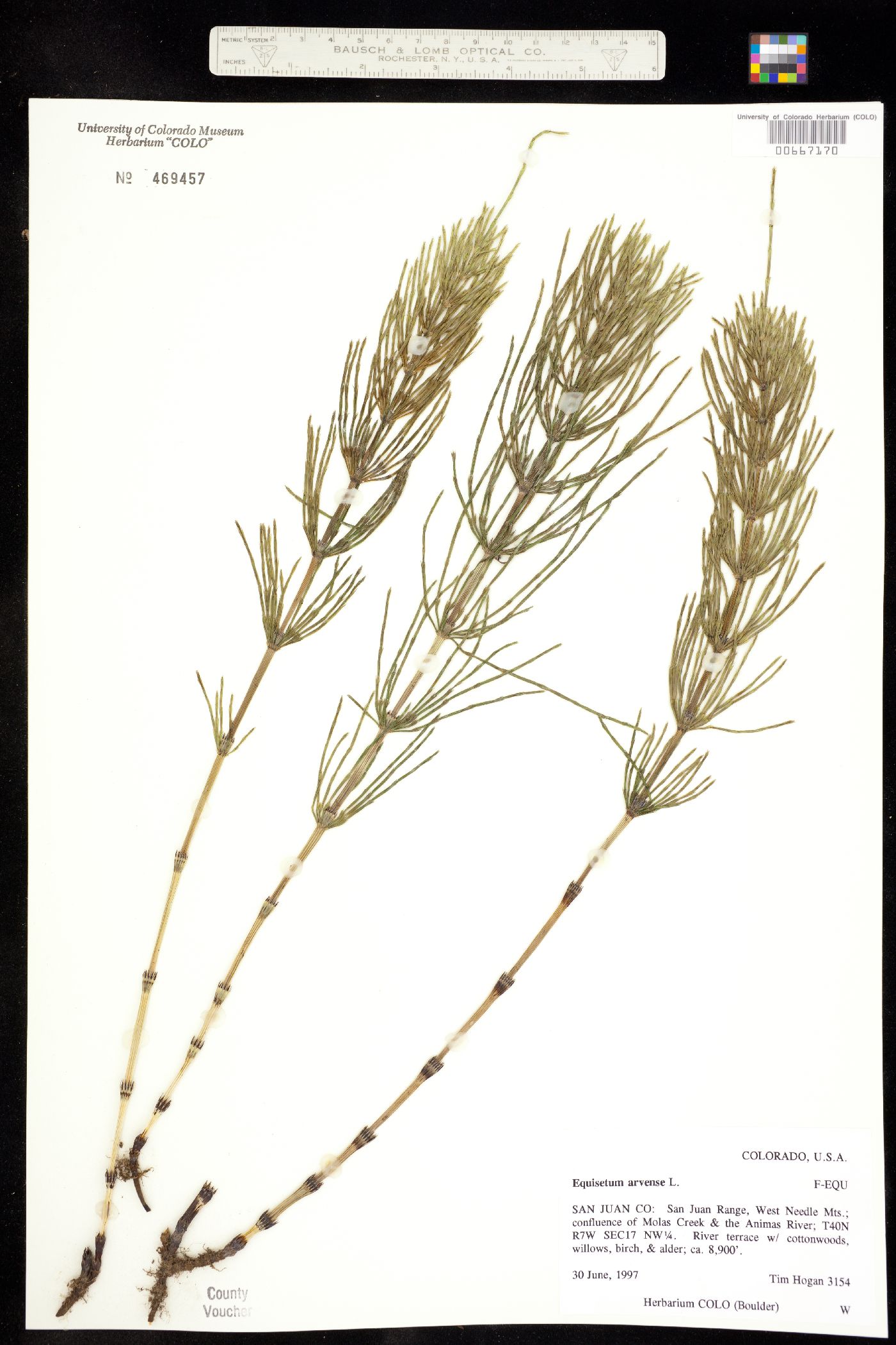 Equisetum arvense image