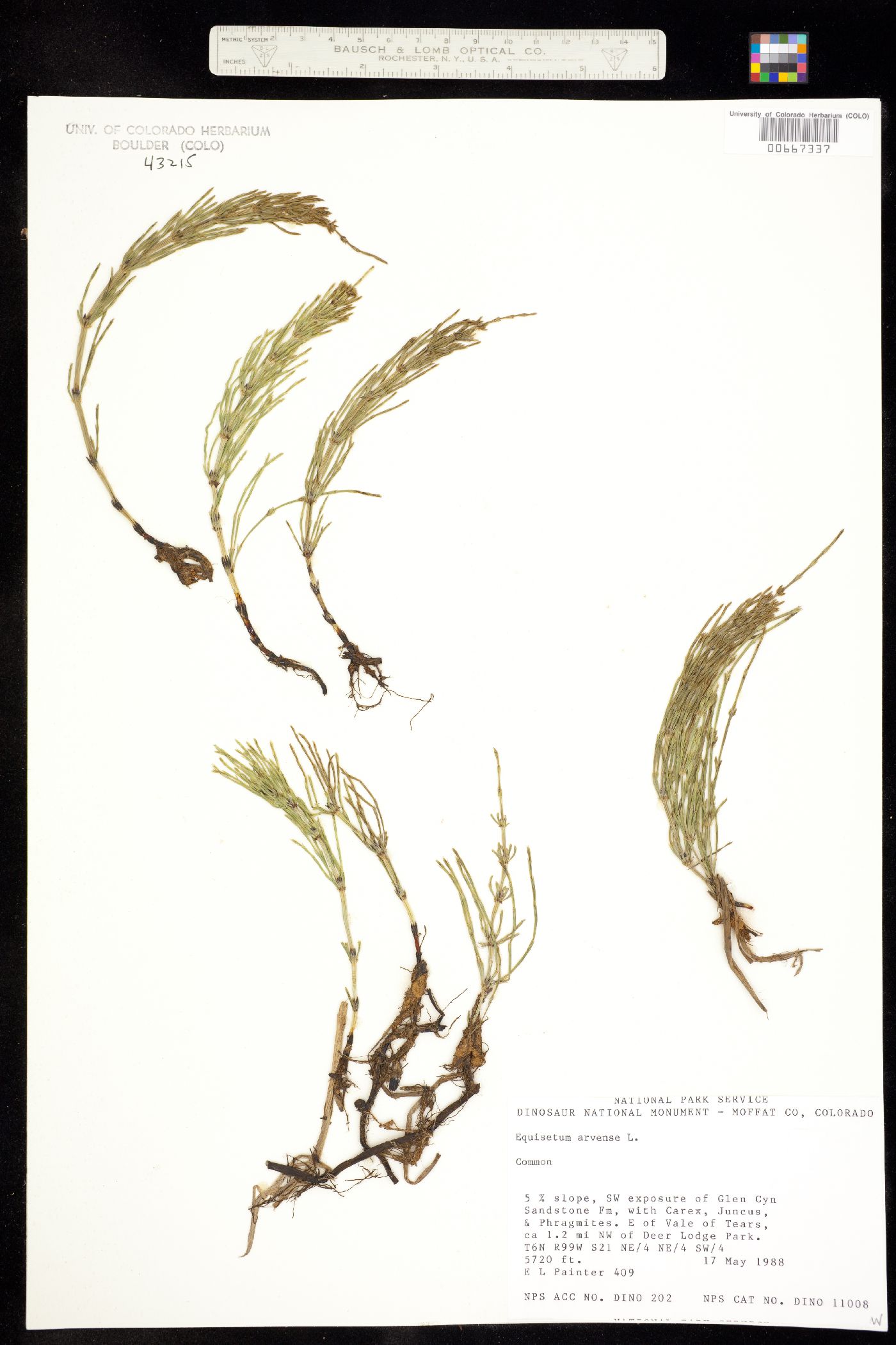 Equisetum arvense image