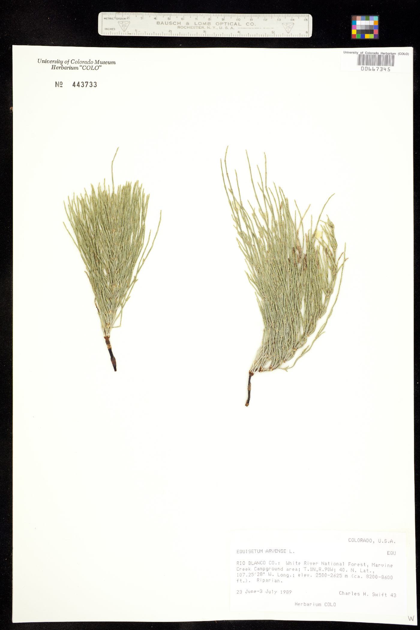 Equisetum arvense image
