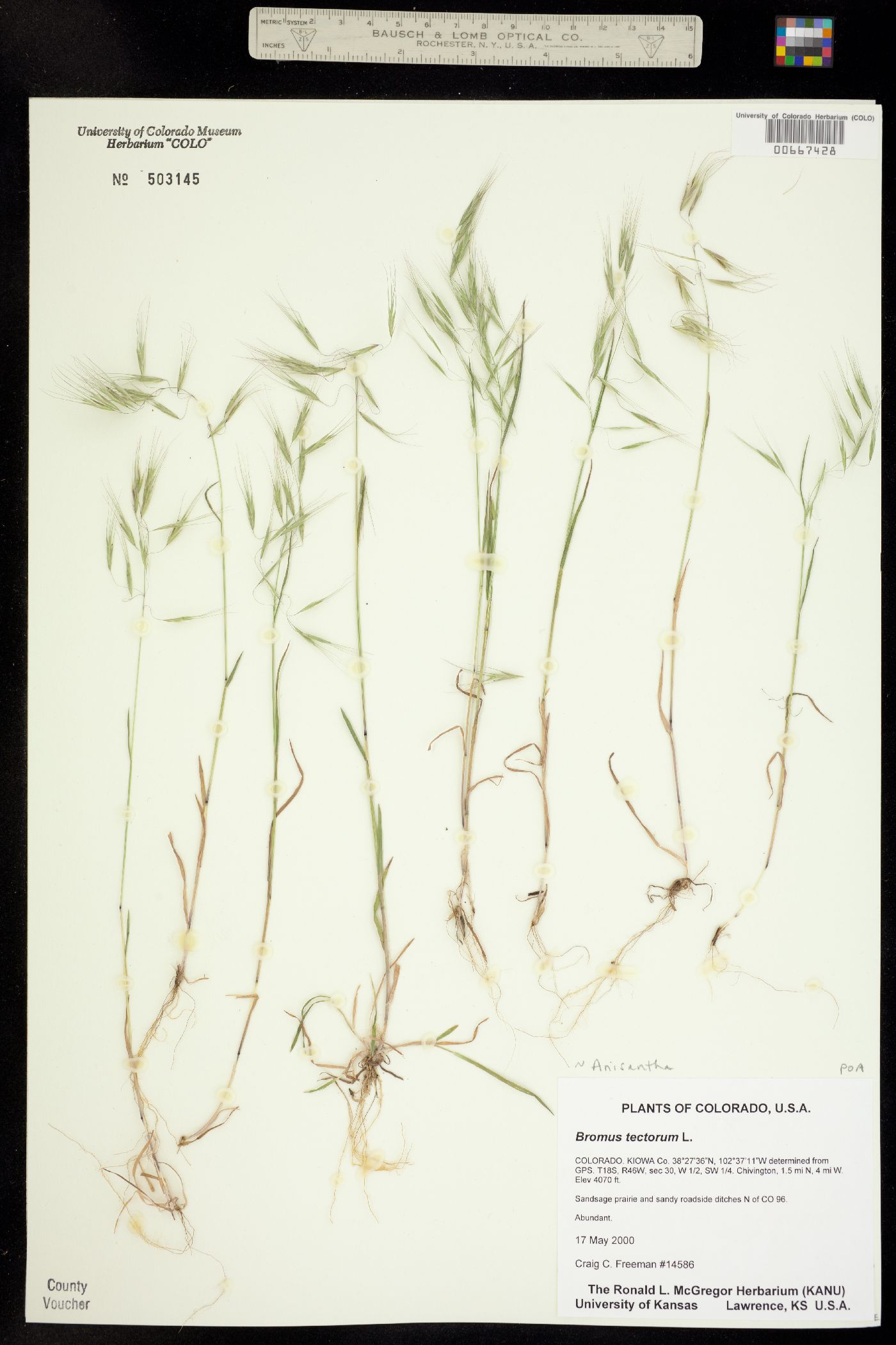 Bromus tectorum image