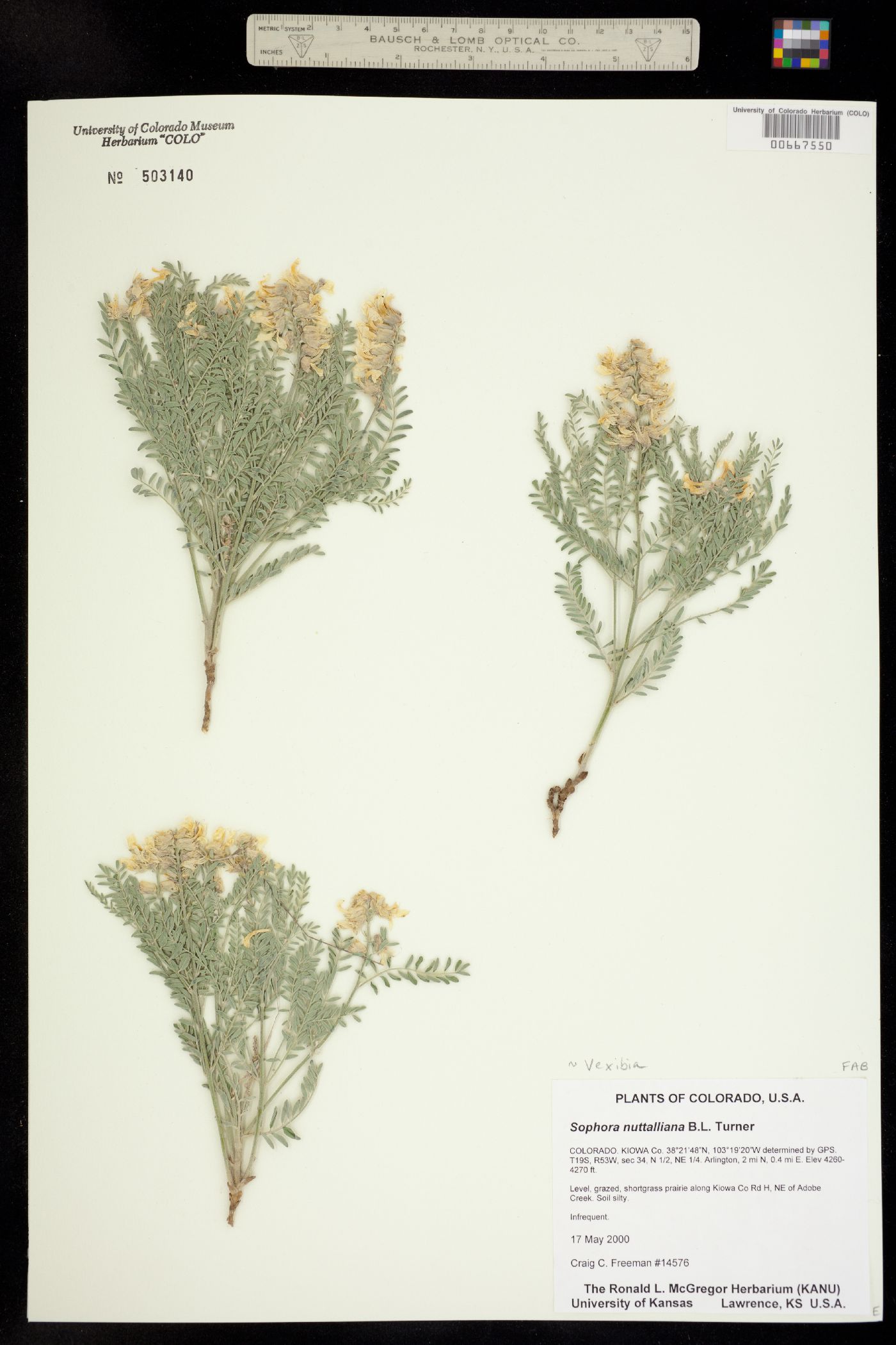 Sophora nuttalliana image