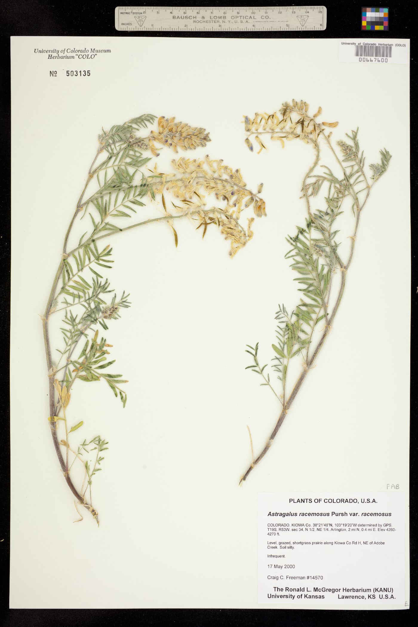 Astragalus racemosus var. racemosus image
