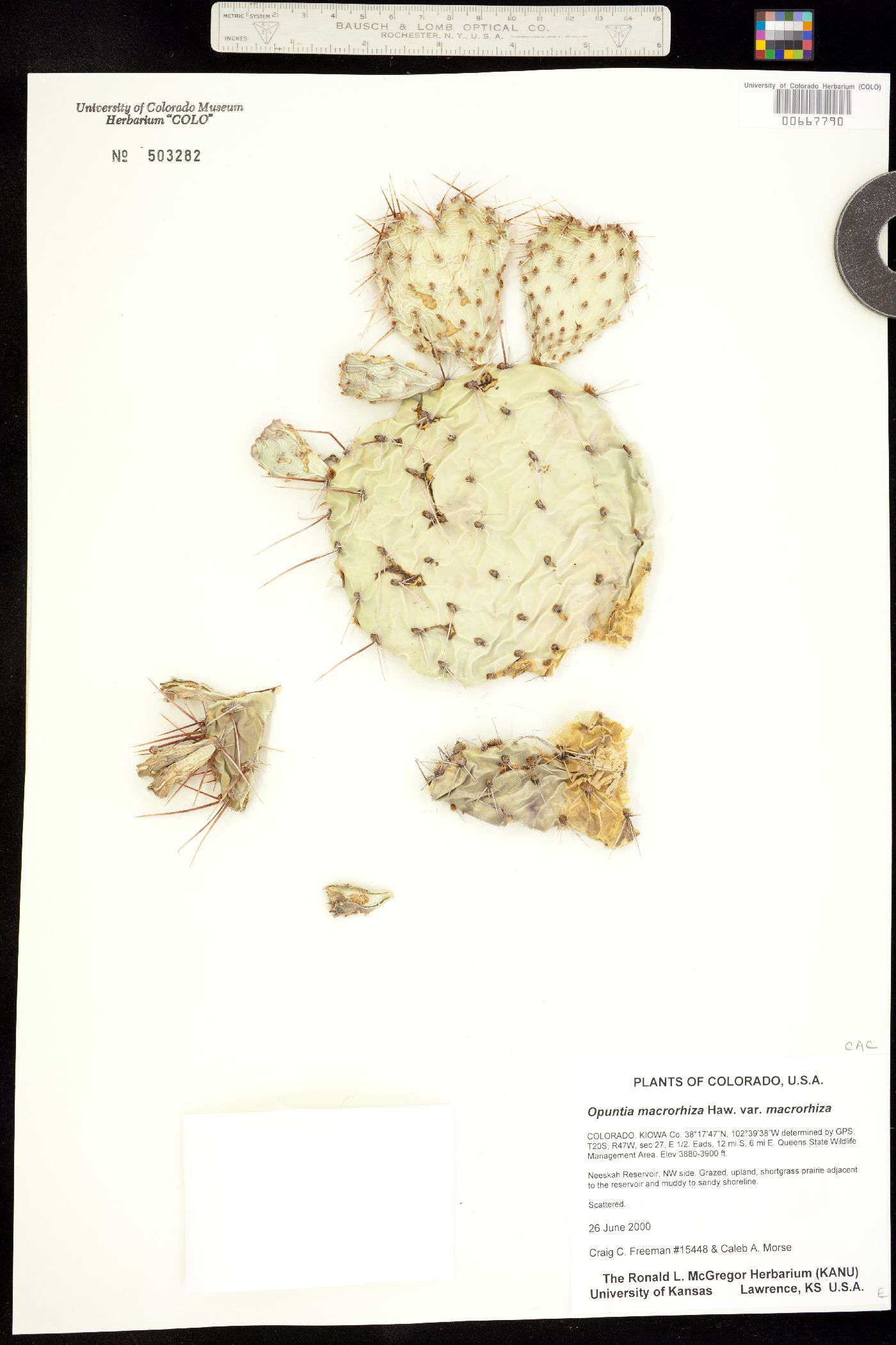 Opuntia image
