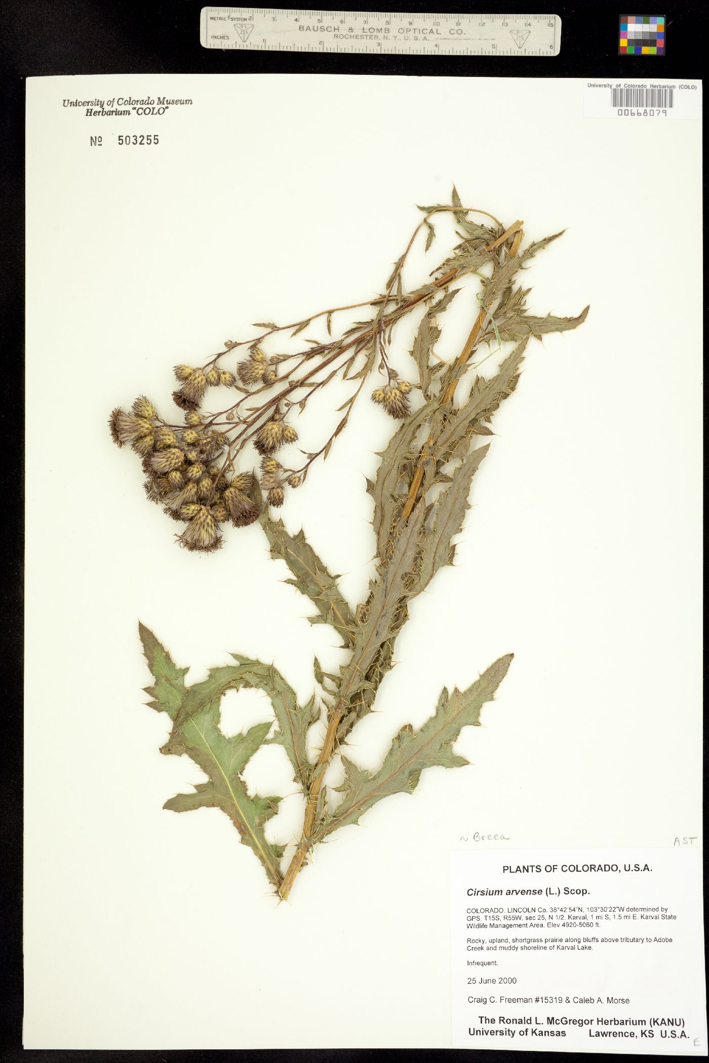 Cirsium arvense image