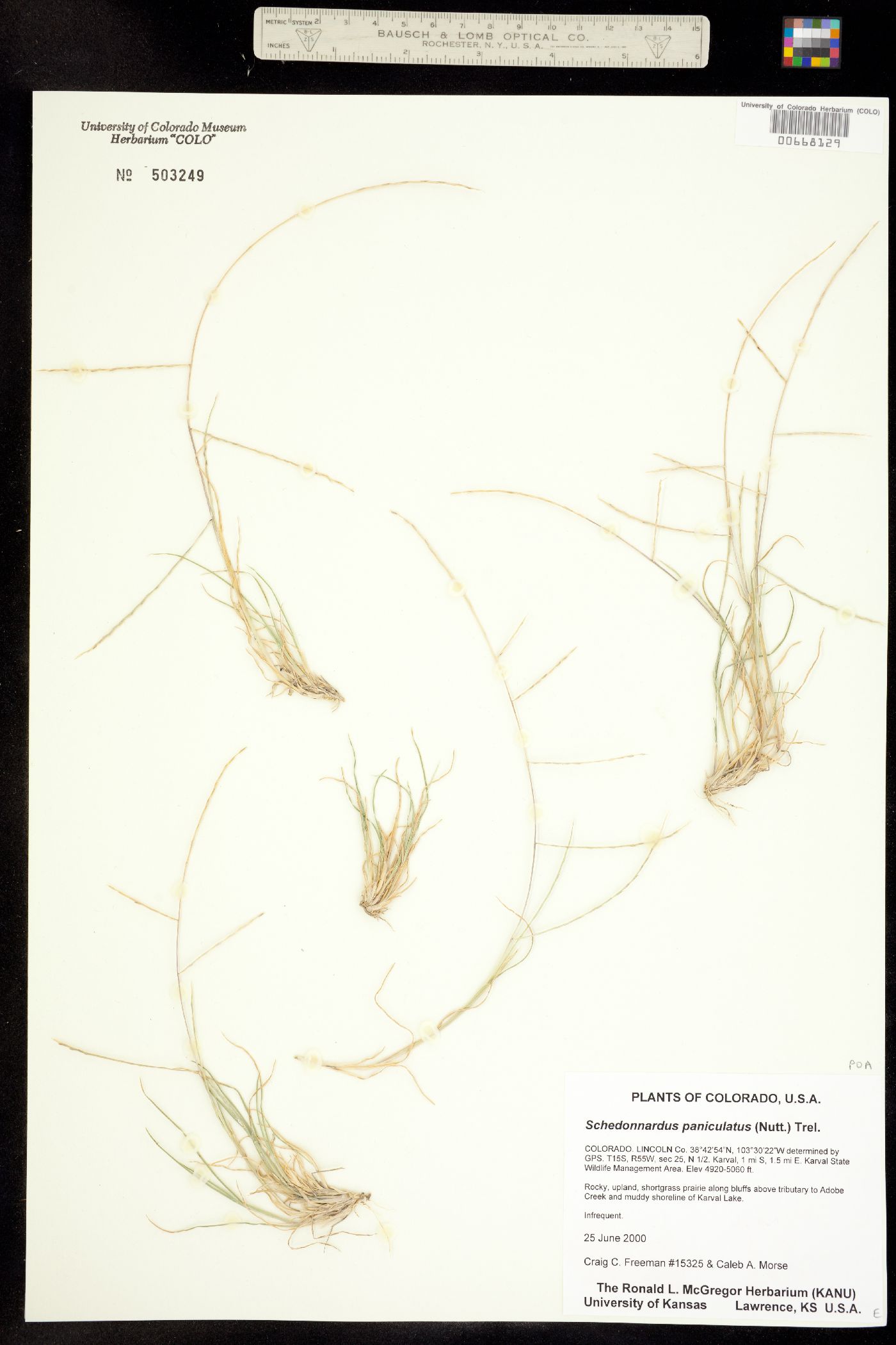 Muhlenbergia paniculata image