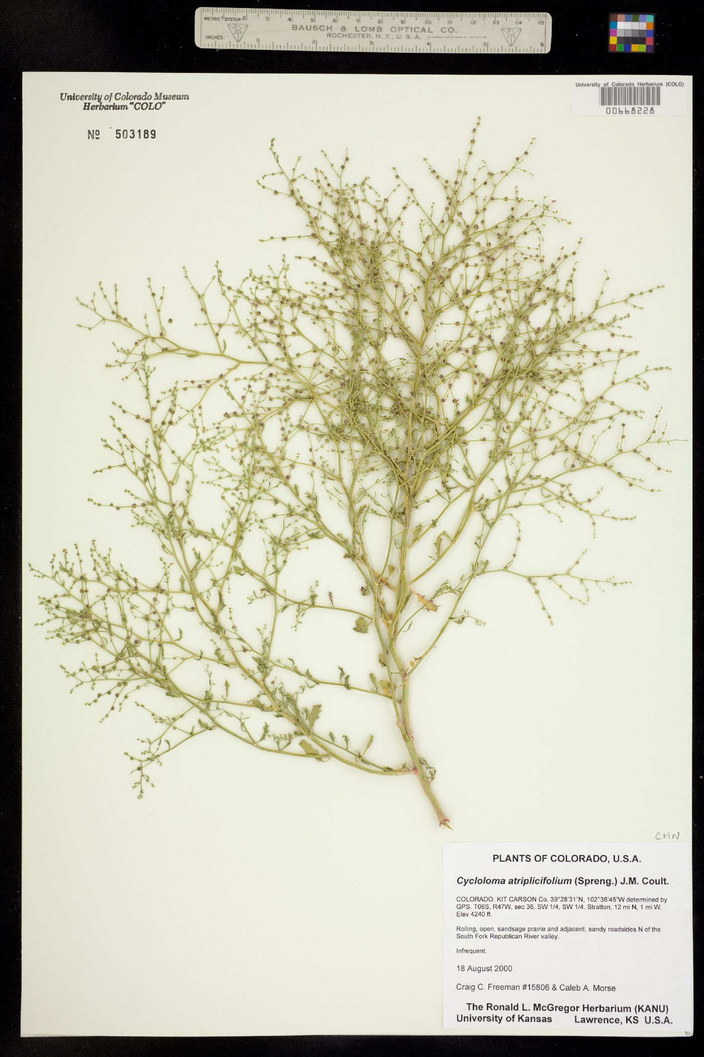 Cycloloma atriplicifolium image