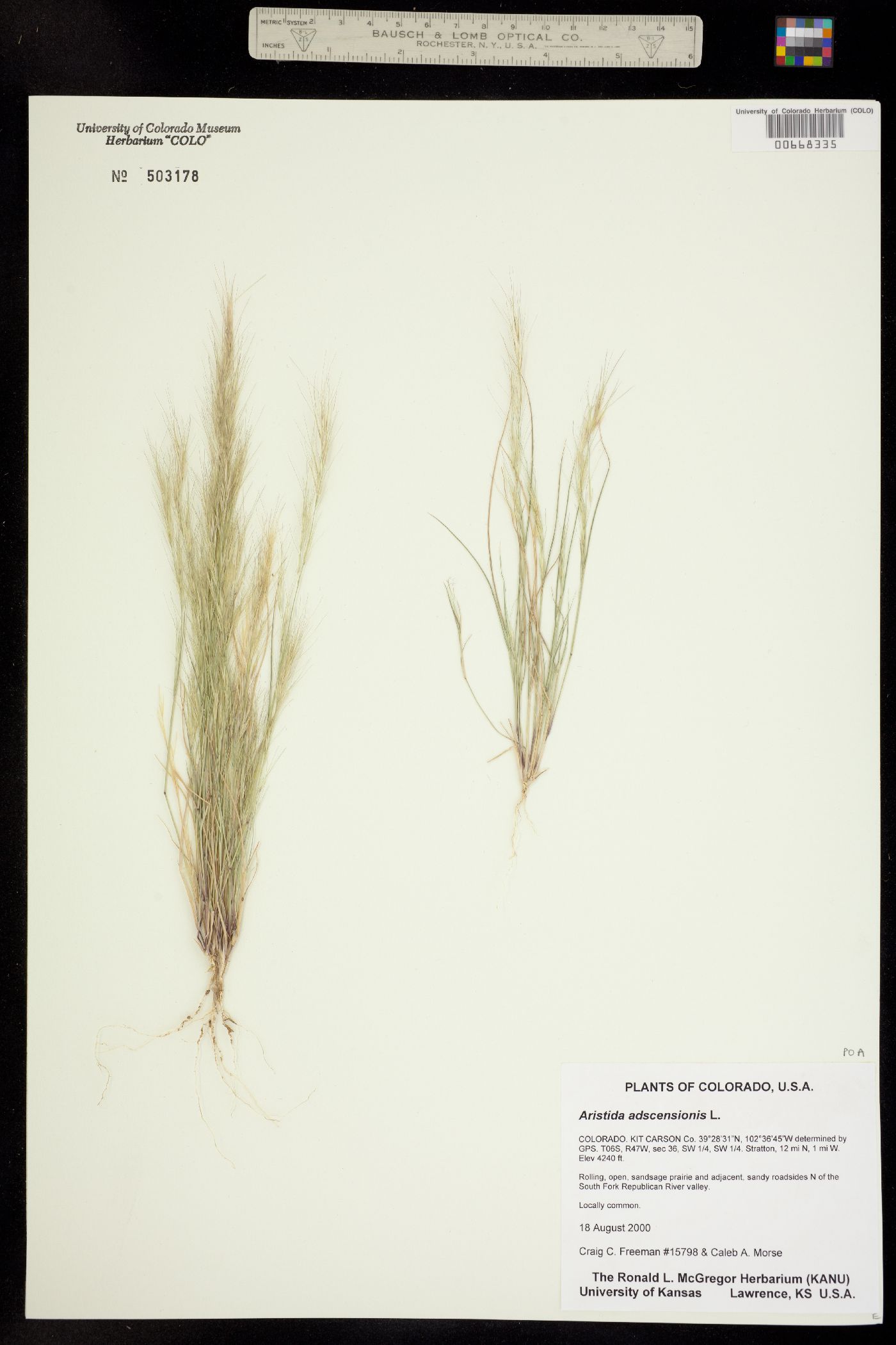 Aristida adscensionis image