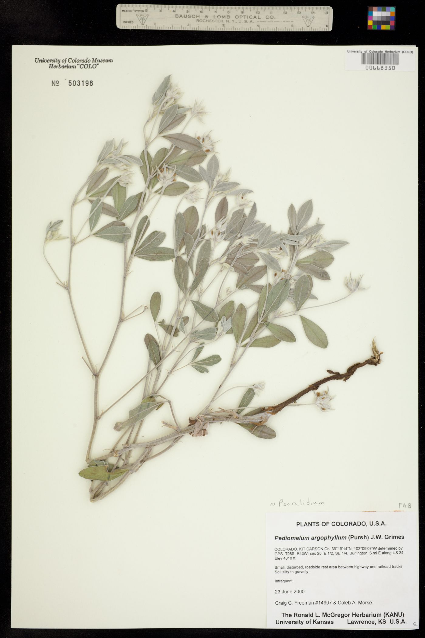 Pediomelum argophyllum image
