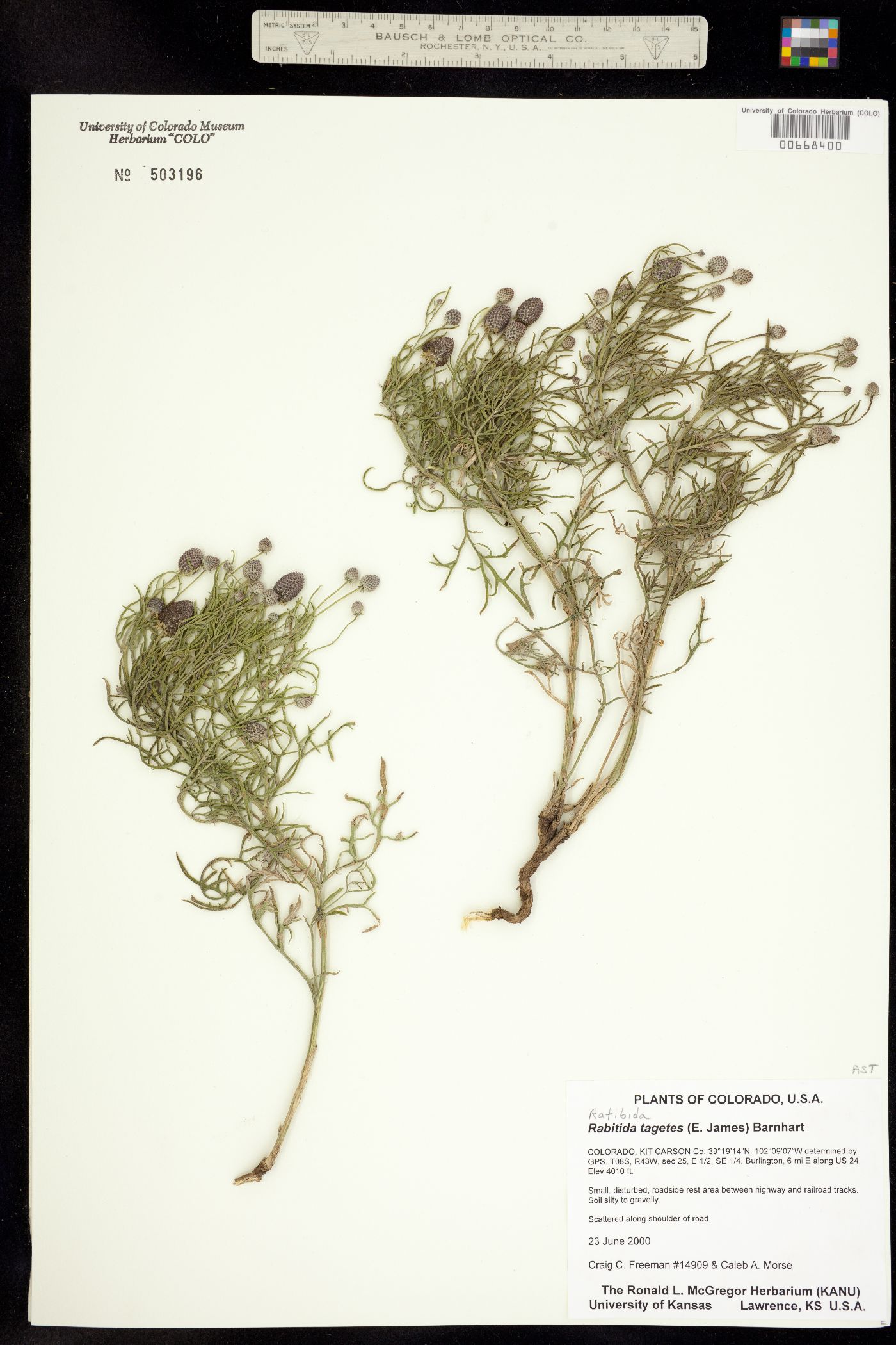 Ratibida tagetes image