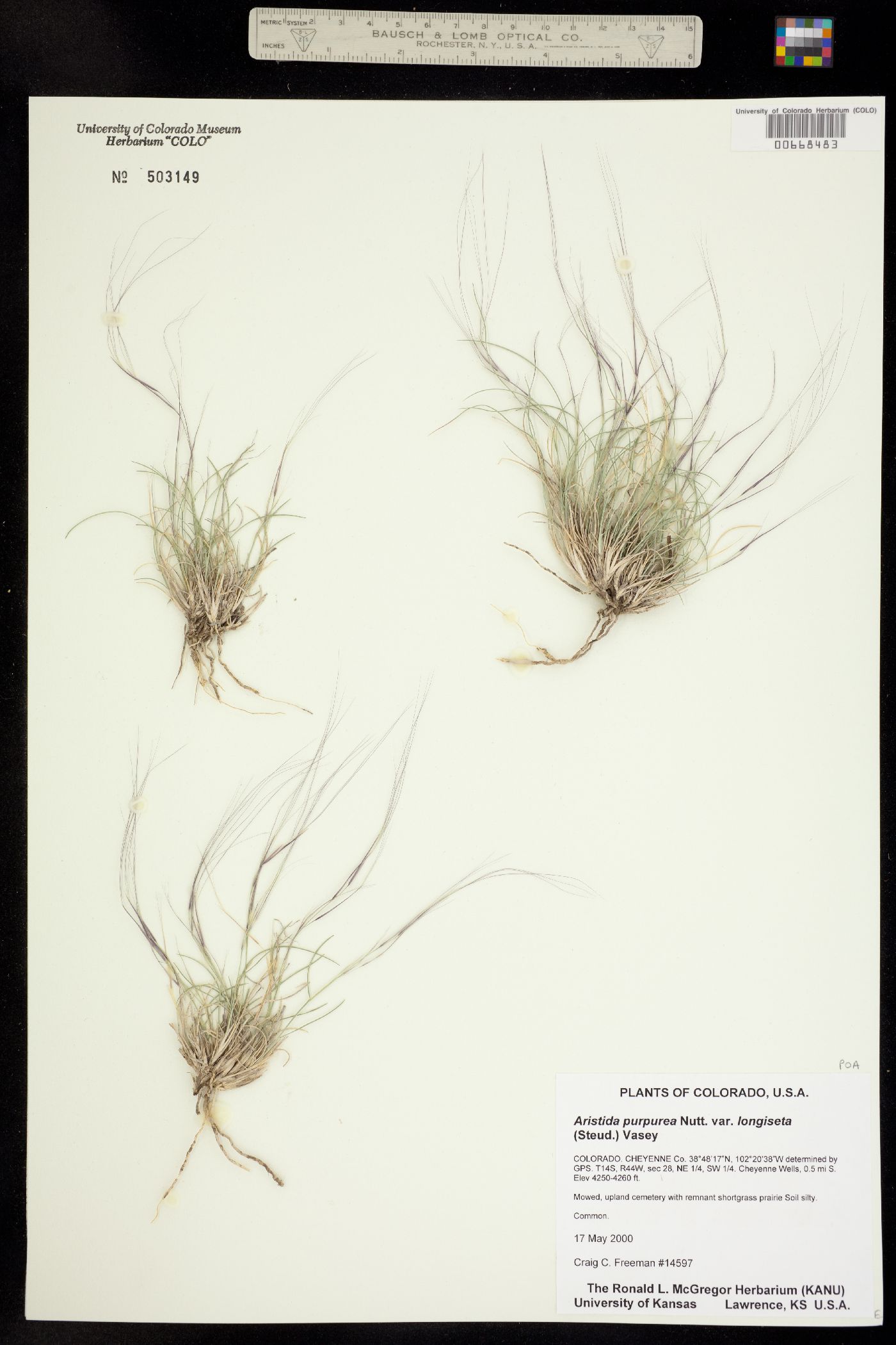 Aristida purpurea var. longiseta image