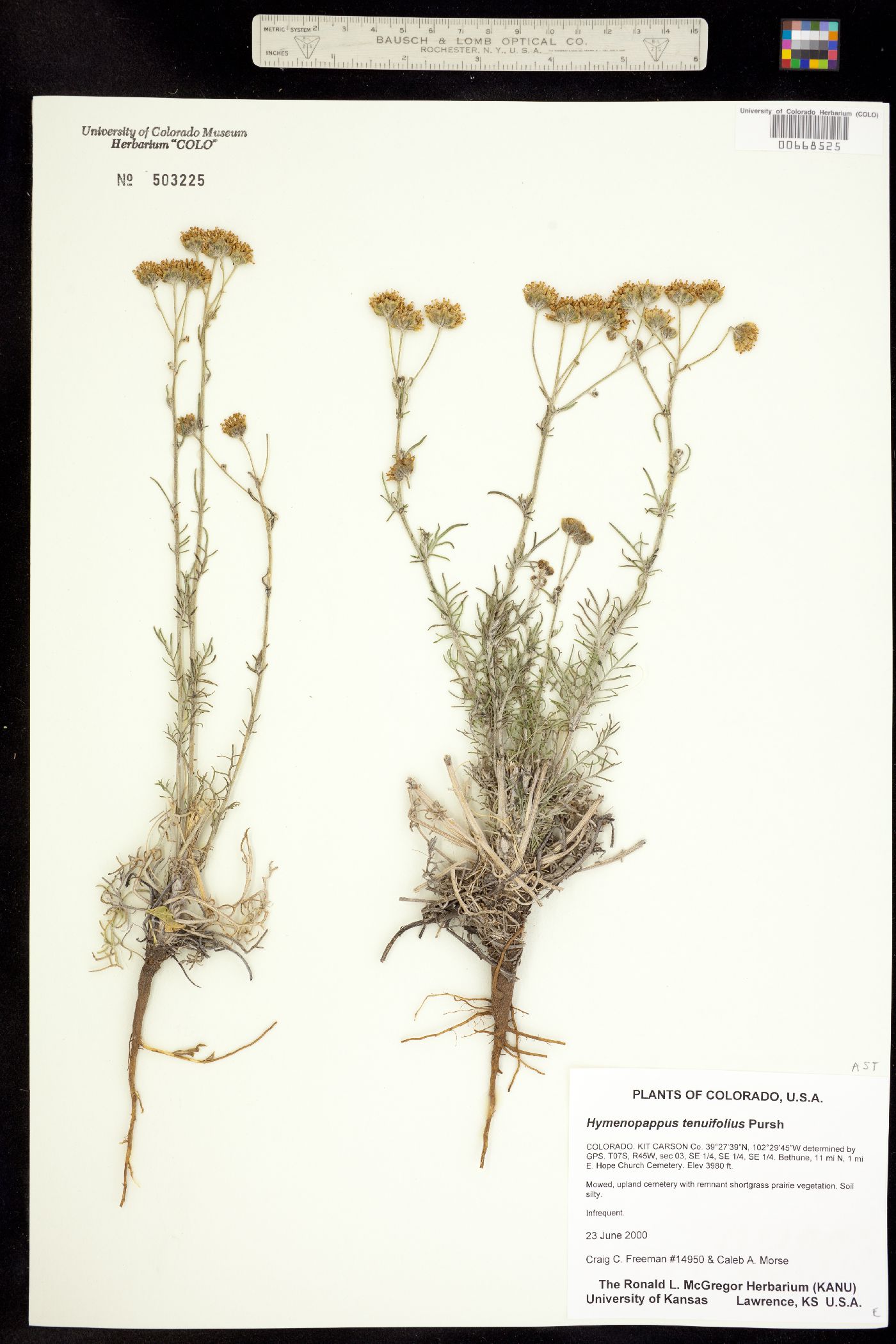 Hymenopappus tenuifolius image