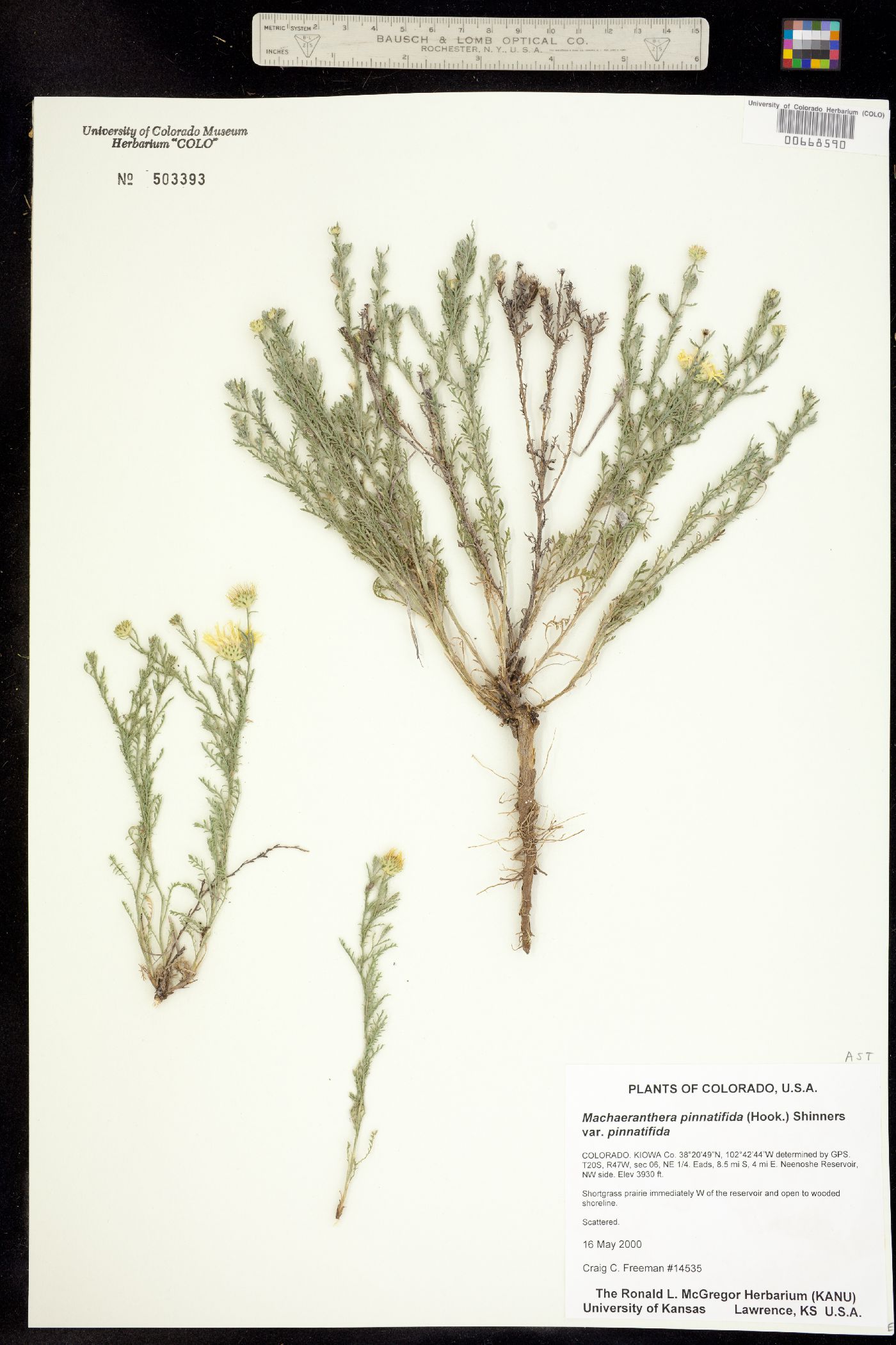 Machaeranthera pinnatifida image