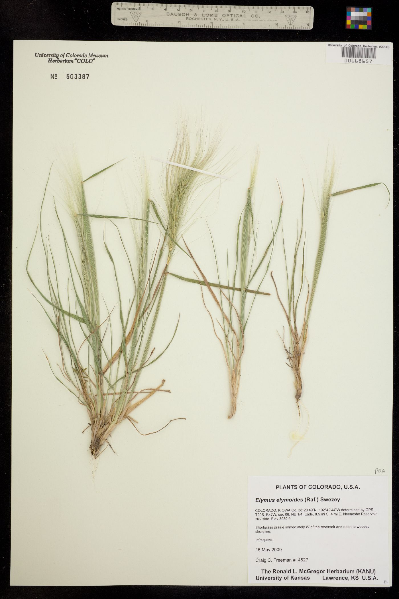 Elymus elymoides image