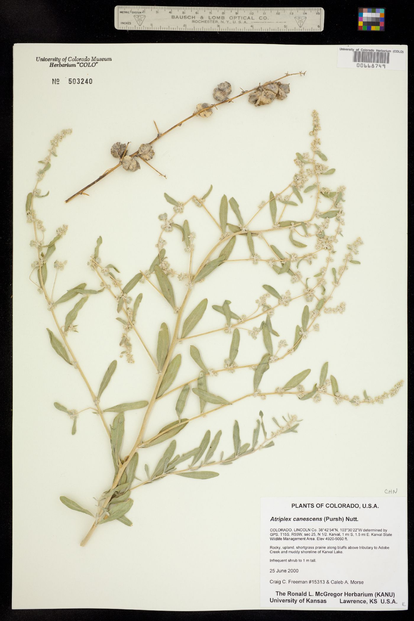 Chenopodiaceae image