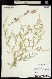 Atriplex canescens image