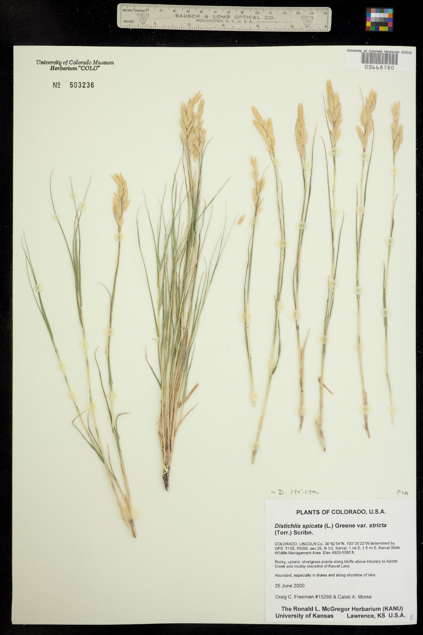 Distichlis image