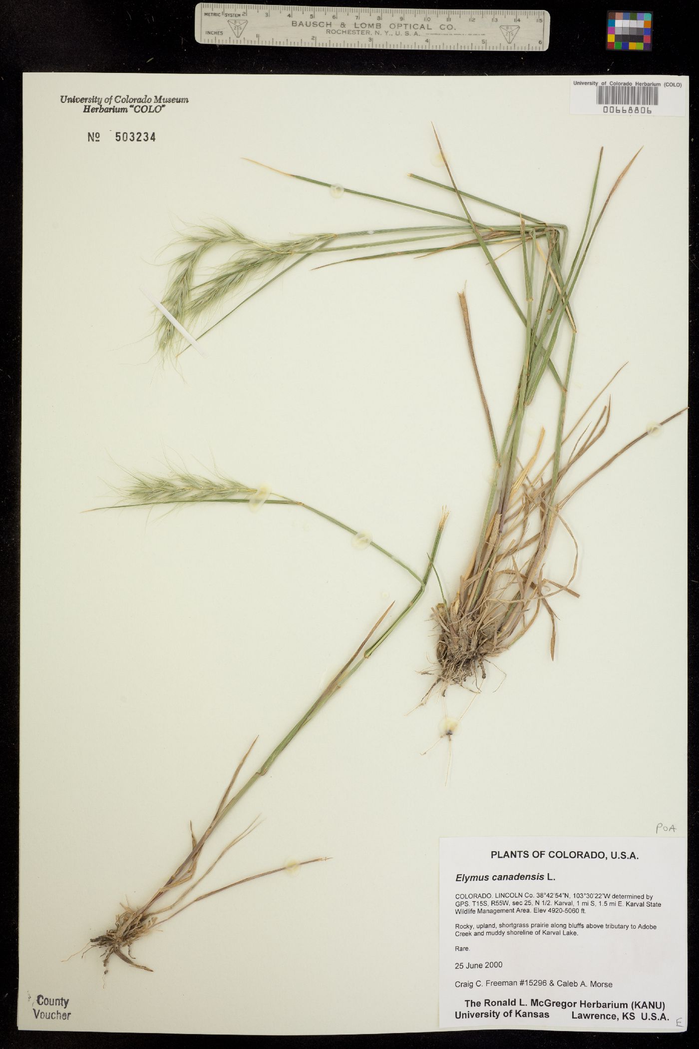 Elymus image
