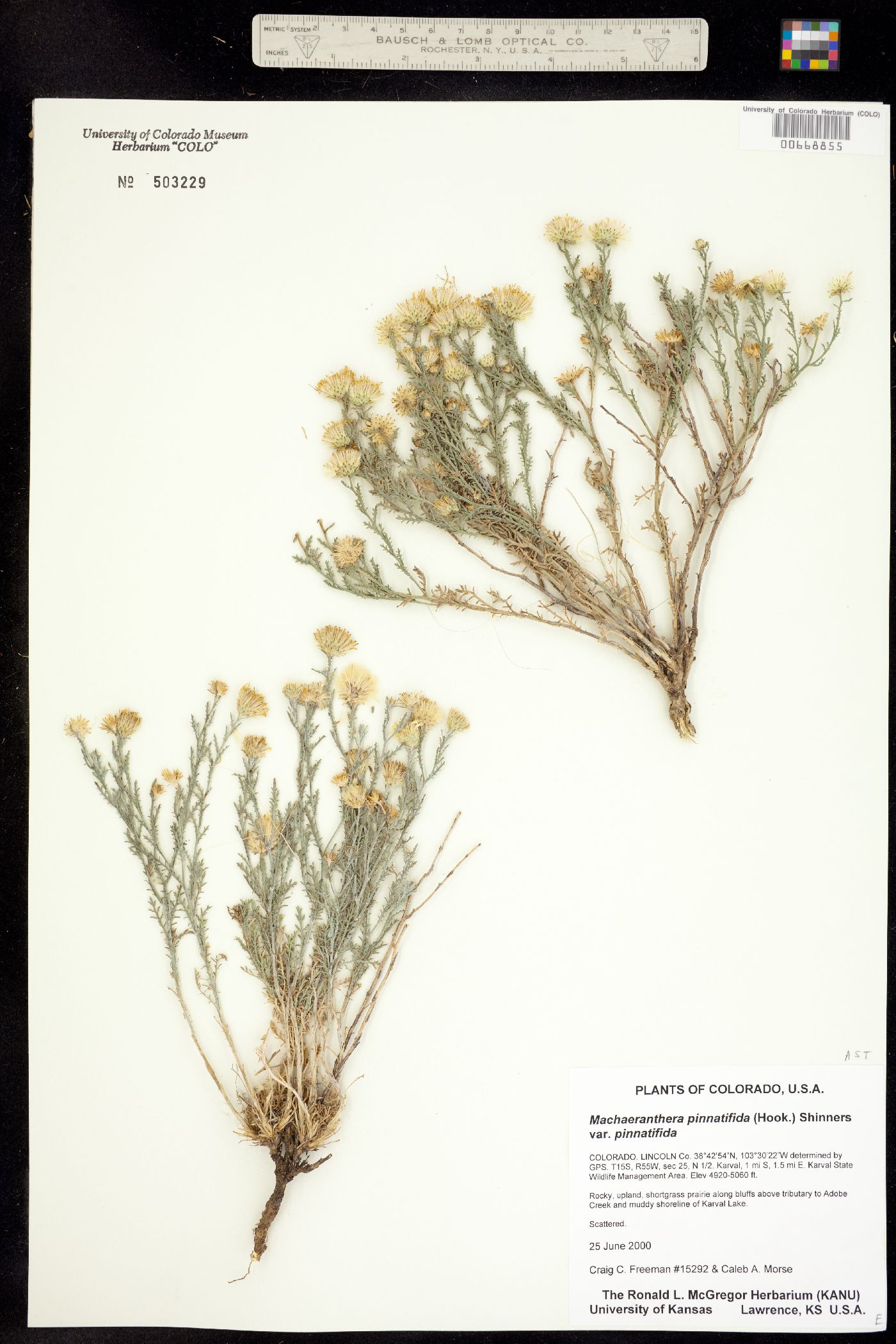 Machaeranthera pinnatifida var. pinnatifida image