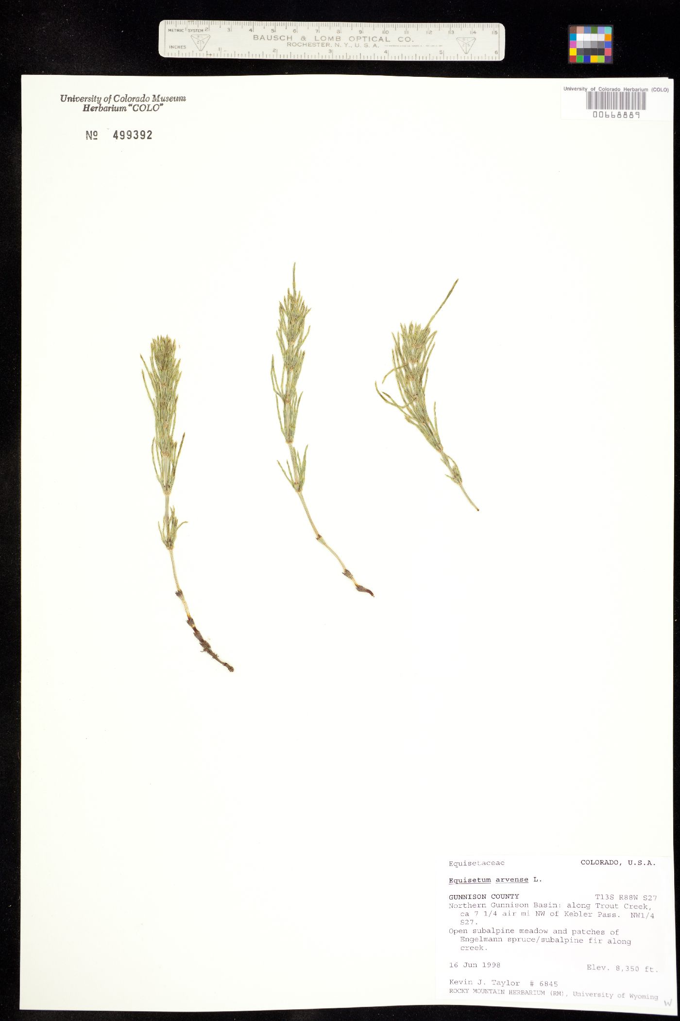 Equisetum arvense image