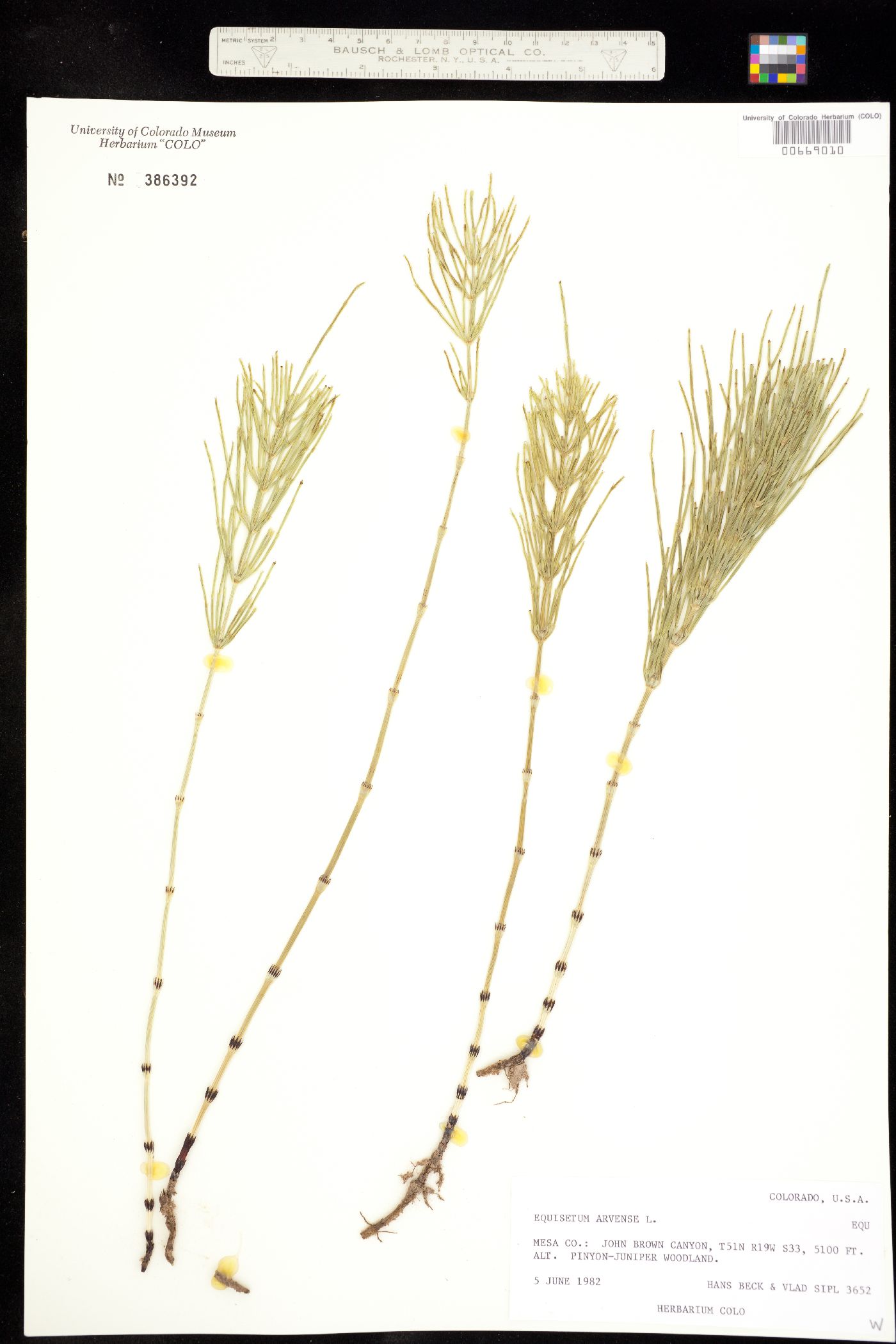 Equisetum arvense image