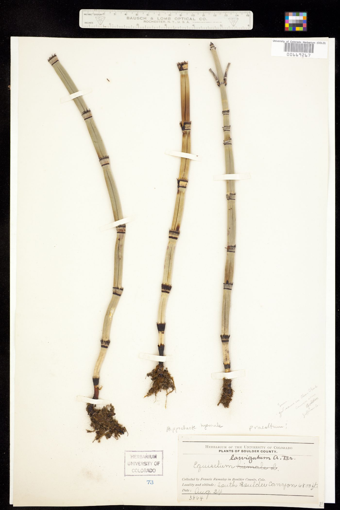 Equisetum hyemale ssp. affine image