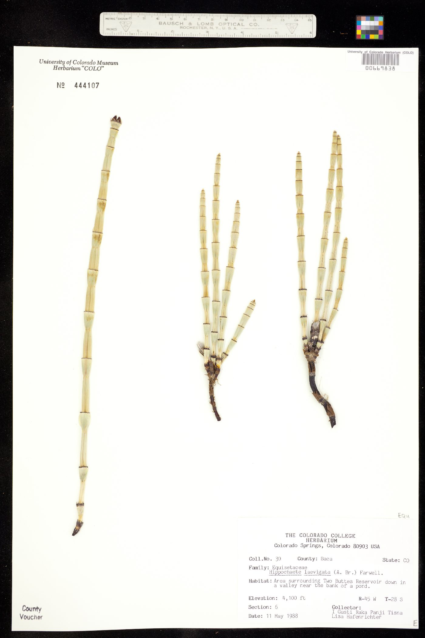 Equisetum laevigatum image