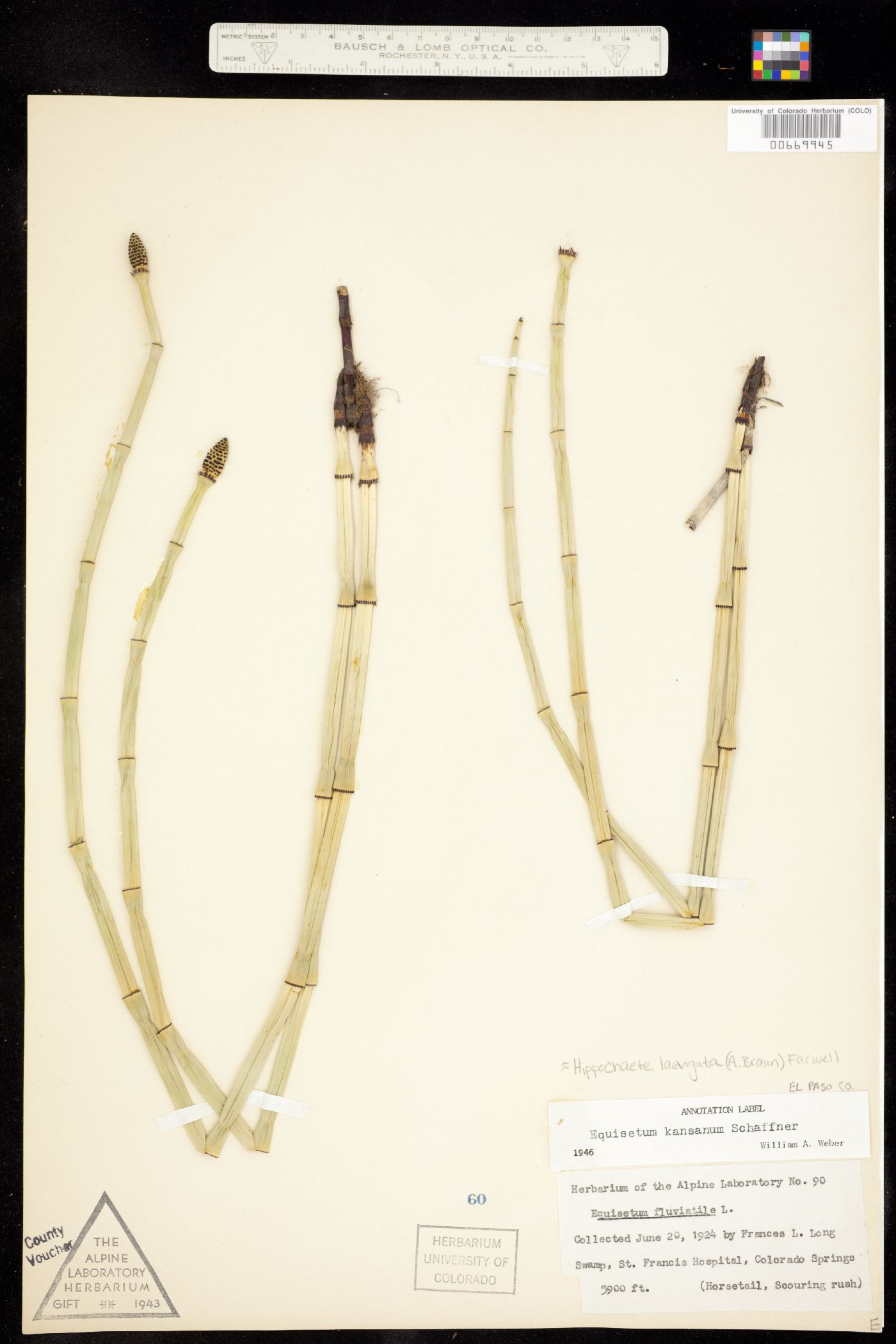 Equisetum laevigatum image