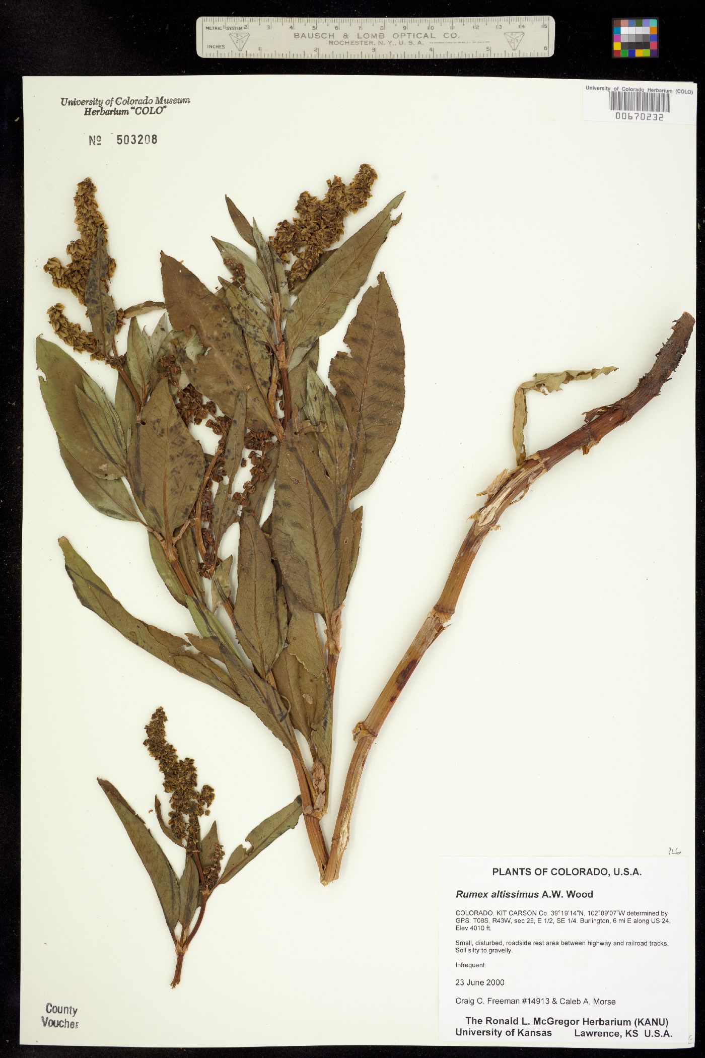 Rumex altissimus image