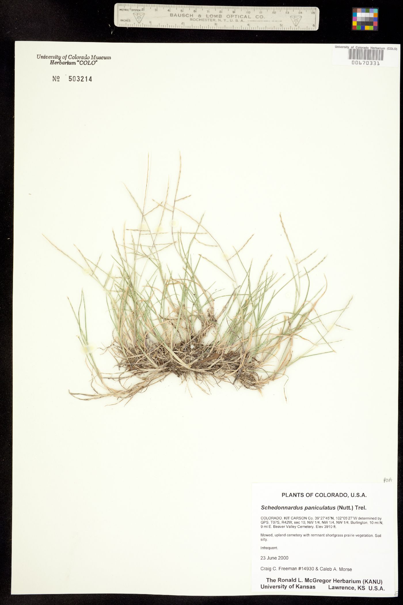 Muhlenbergia paniculata image