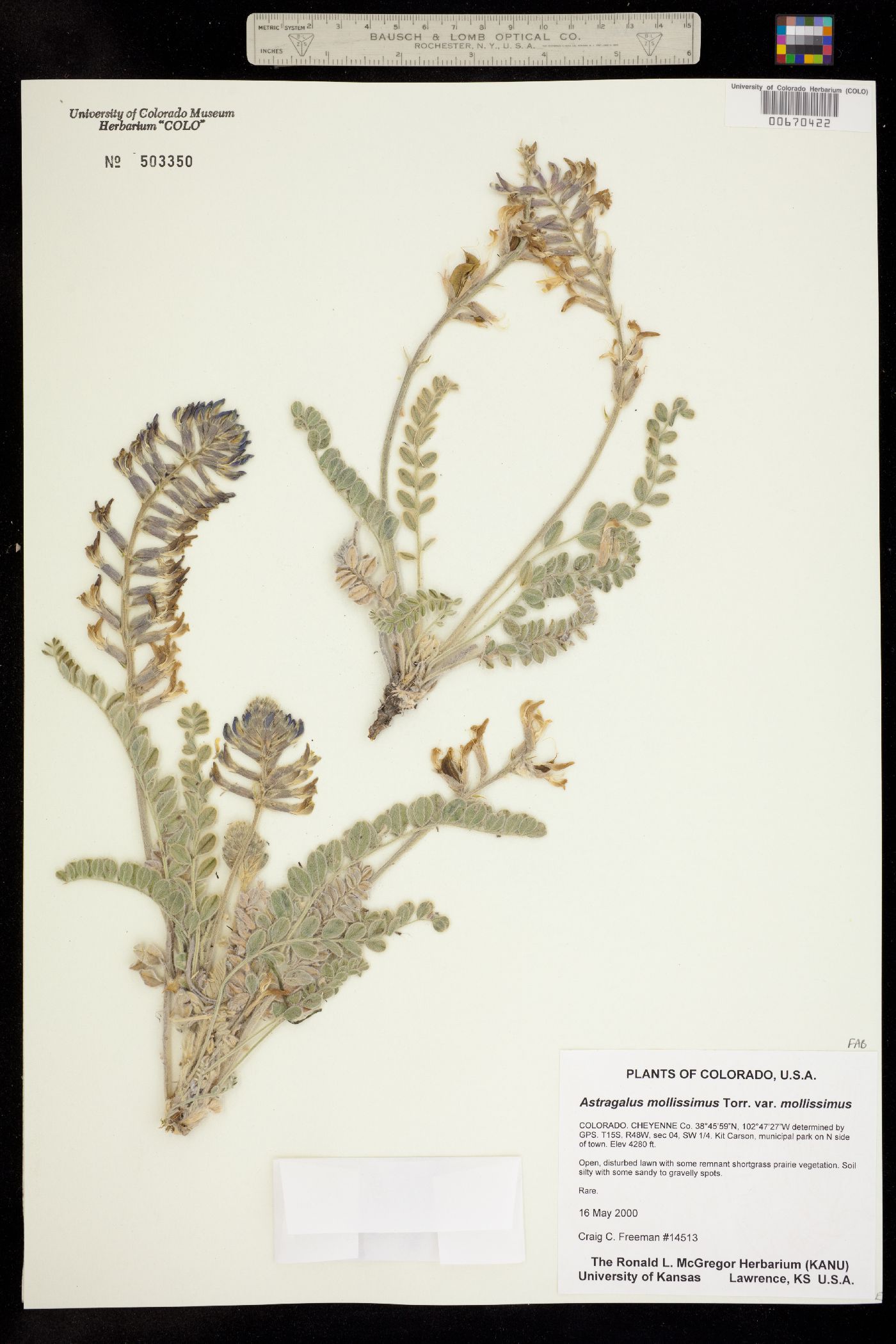 Astragalus mollissimus image