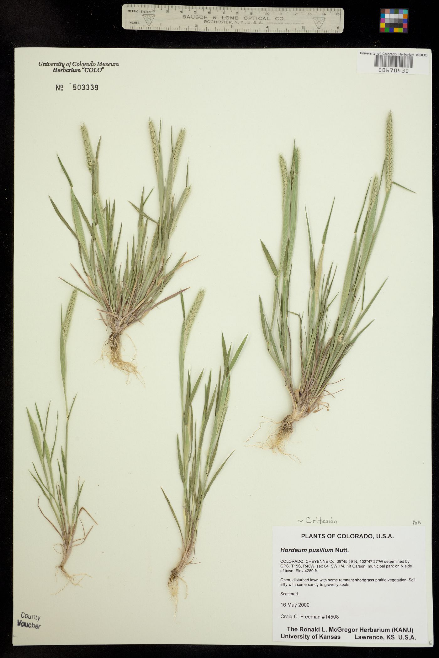 Hordeum pusillum image