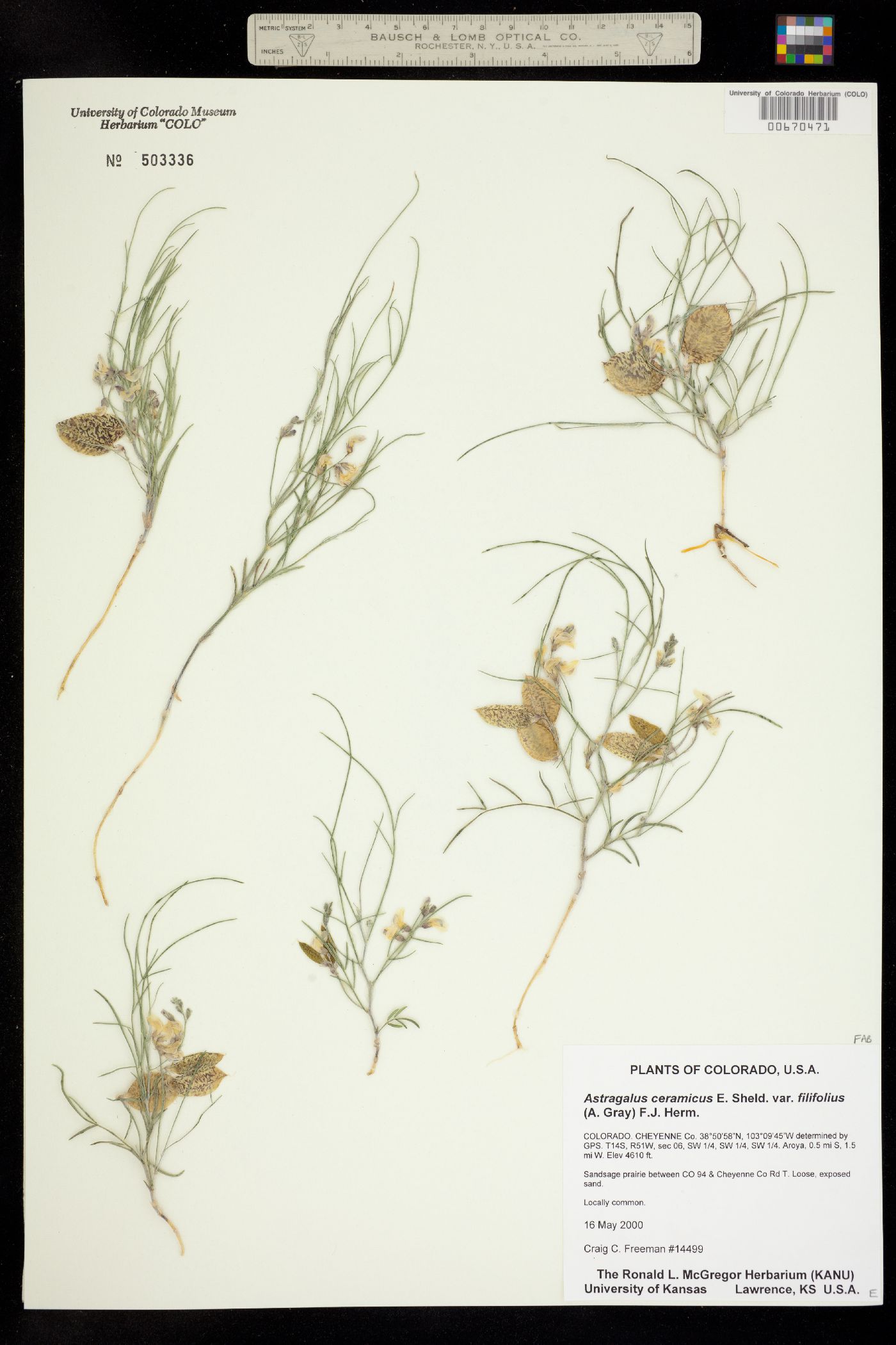 Astragalus ceramicus image