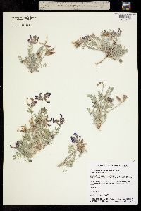 Astragalus missouriensis image