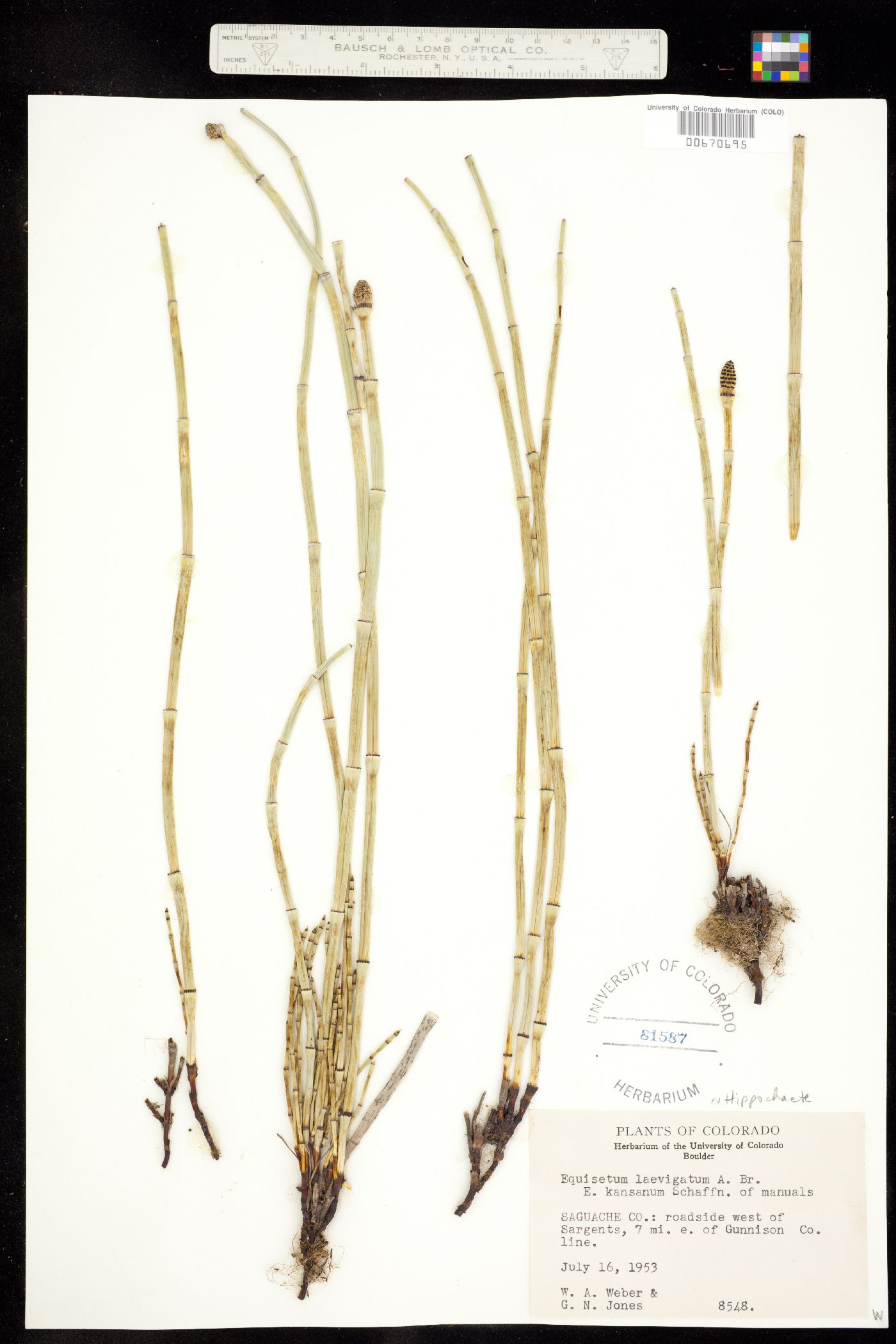 Equisetum laevigatum image