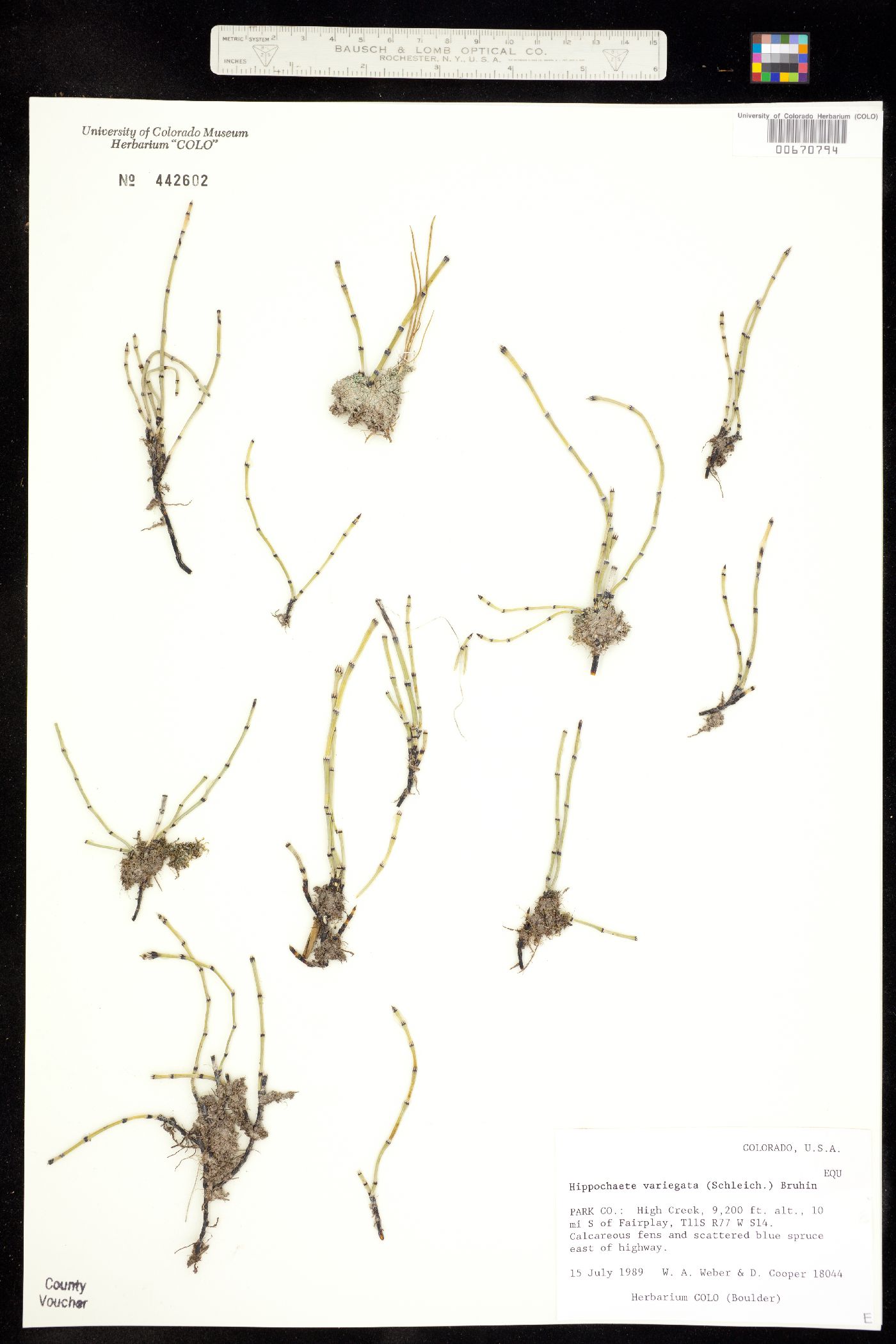 Hippochaete variegata image