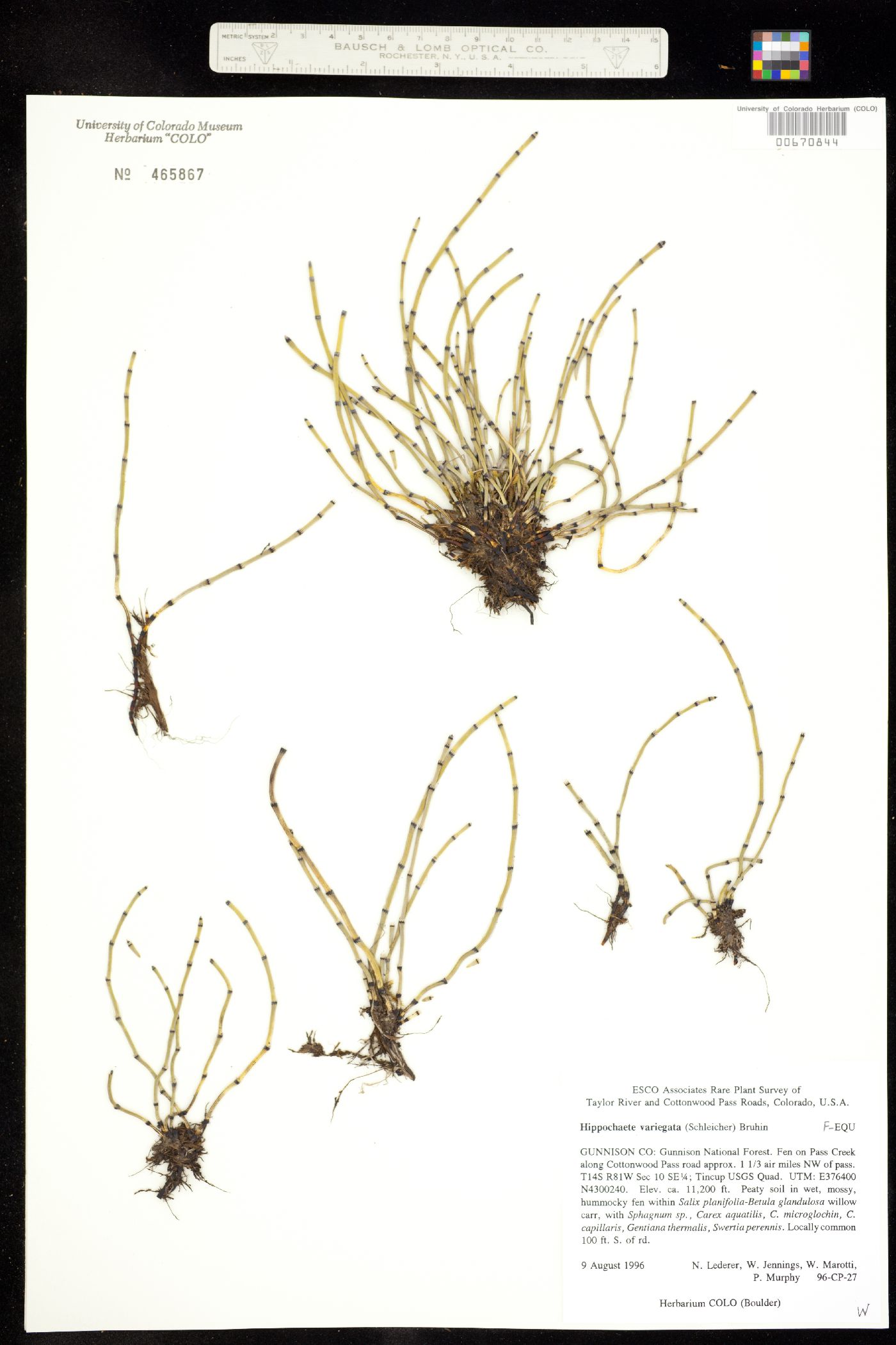 Equisetum variegatum image