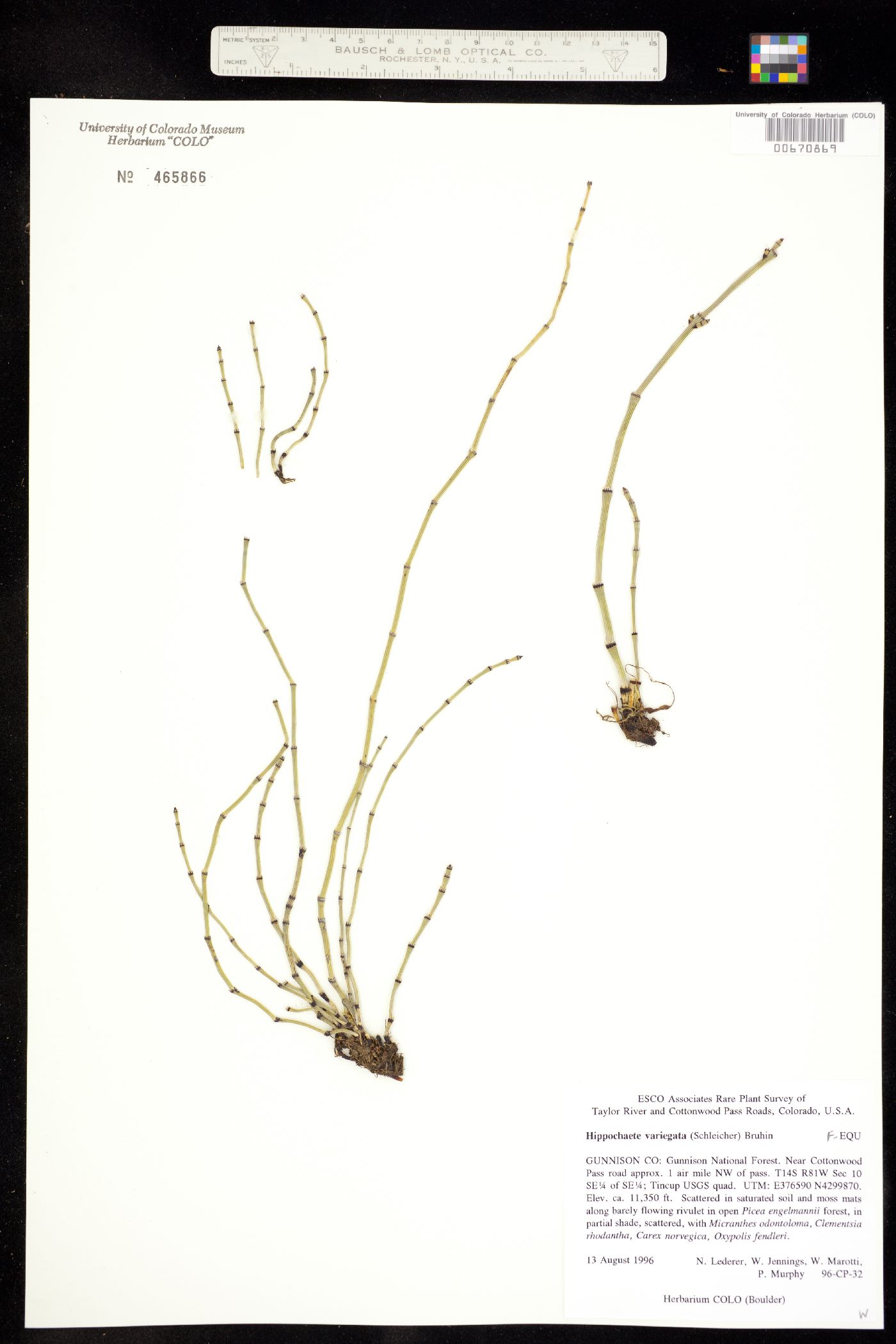 Equisetum variegatum ssp. variegatum image