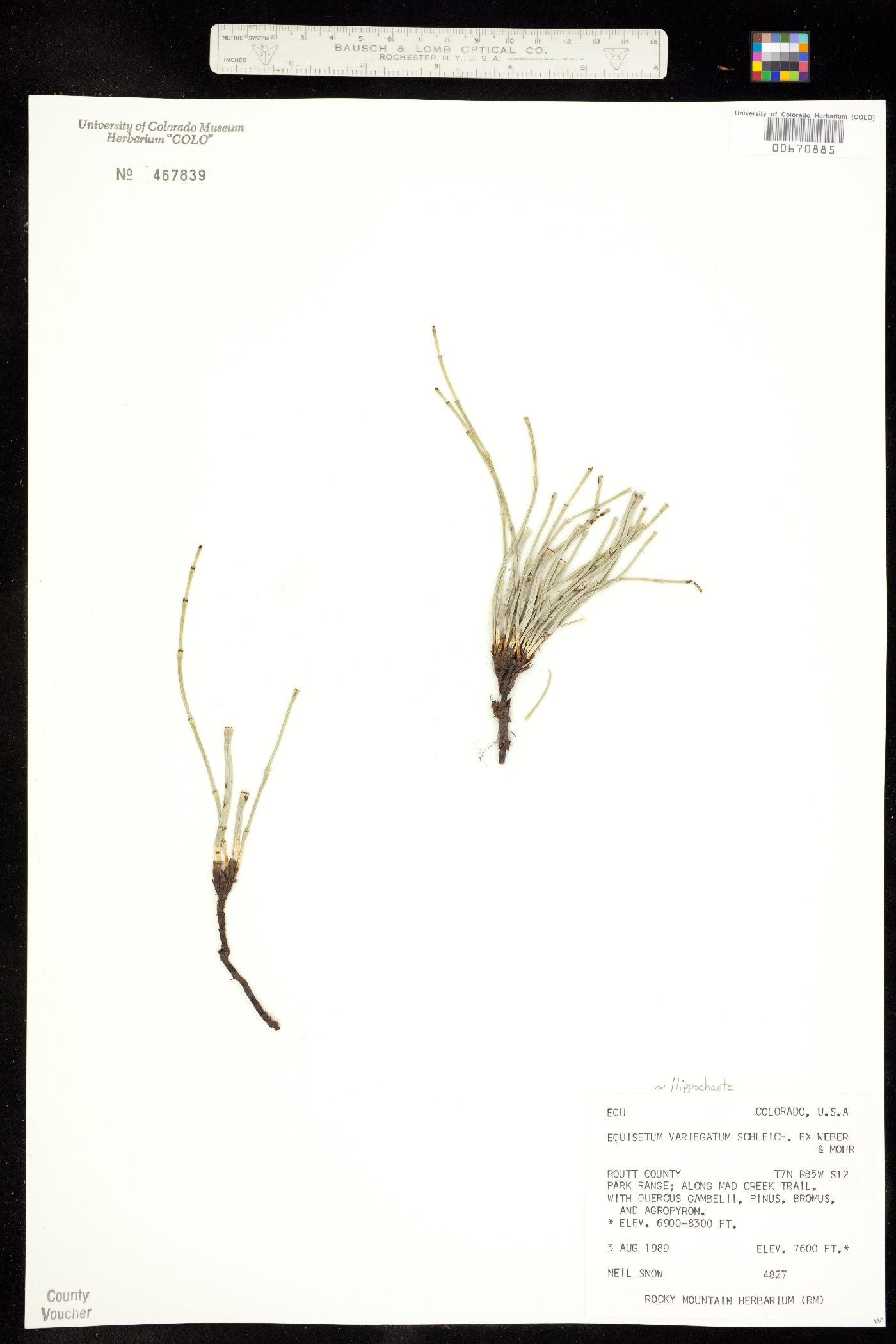 Hippochaete variegata image